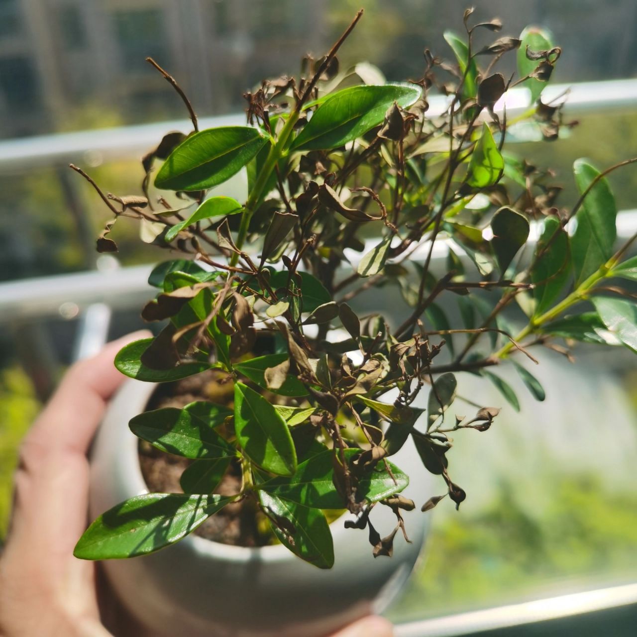 小叶赤楠枯萎怎么救?