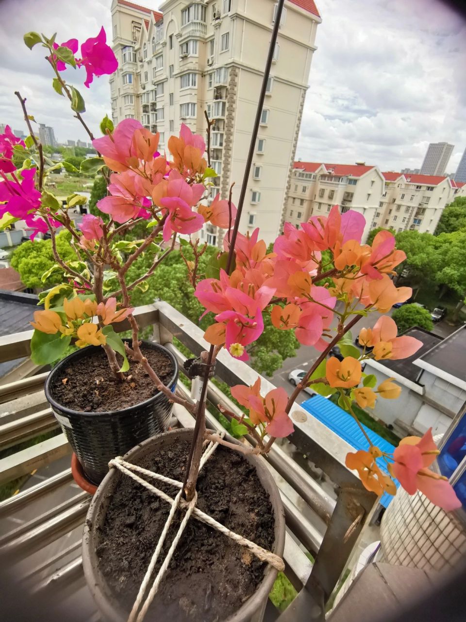 热带花束 三角梅 去年的小苗热带花束,今年刚开的花色好漂亮 阳台党
