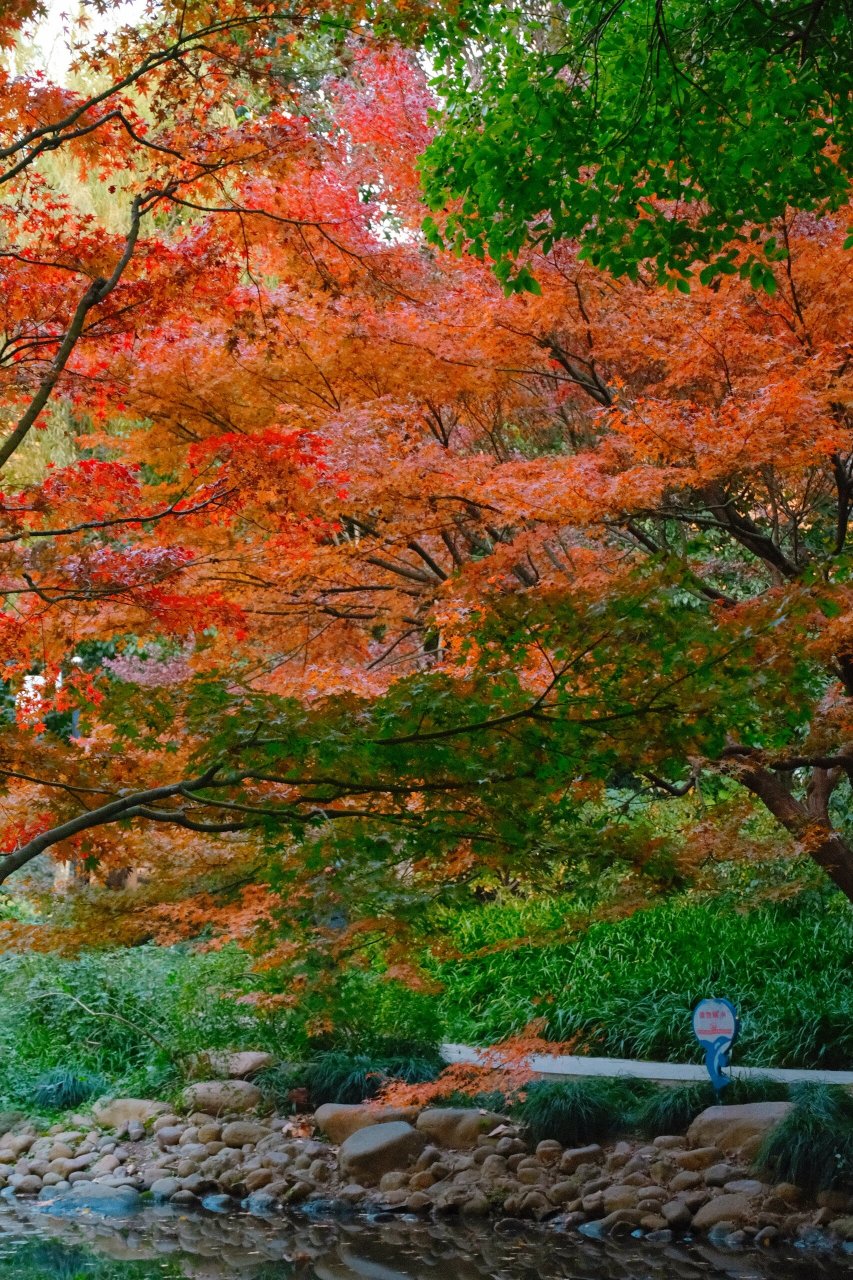 虽然大家一直叫延中绿地其实她的本名叫广场公园