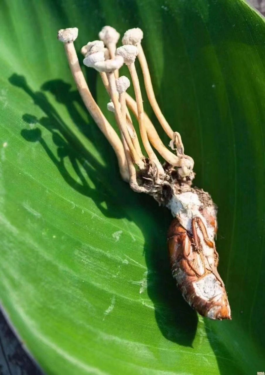 野生金蝉花【南方的冬虫夏草】深山老林纯野生金蝉花蝉花跟冬虫夏草