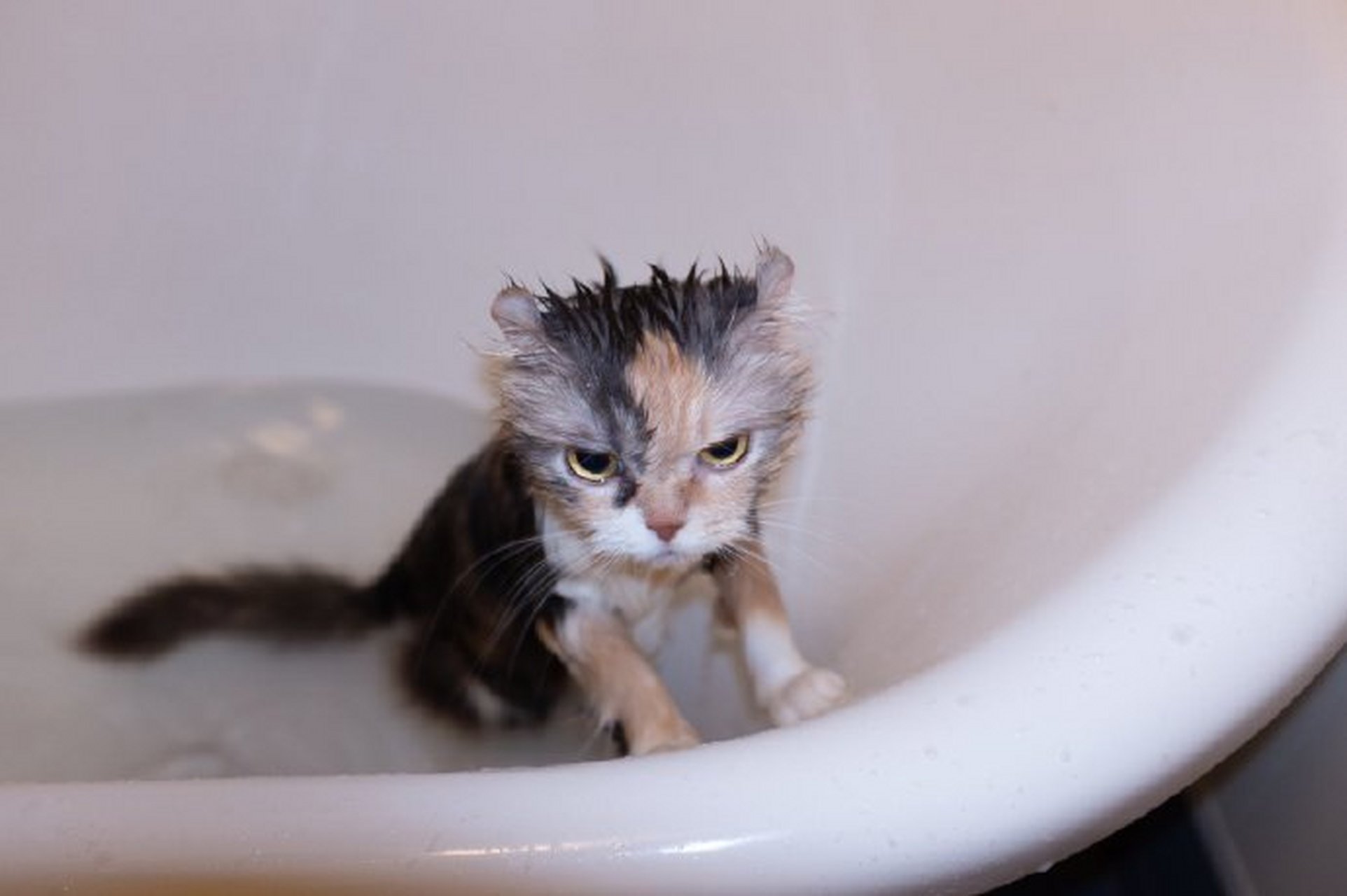给猫咪洗澡,它好像不是很高兴.