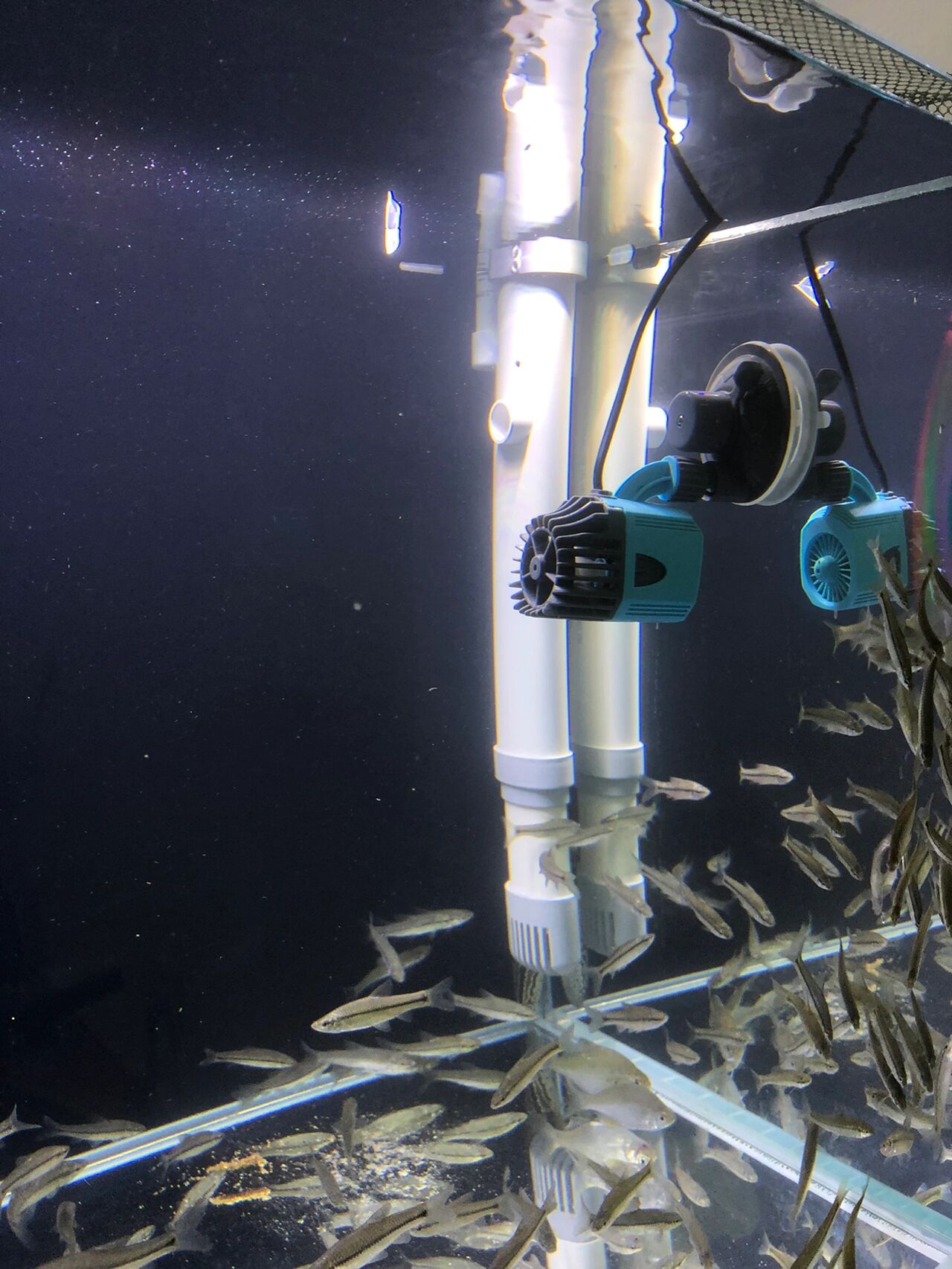 溪流缸,过滤必须跟上