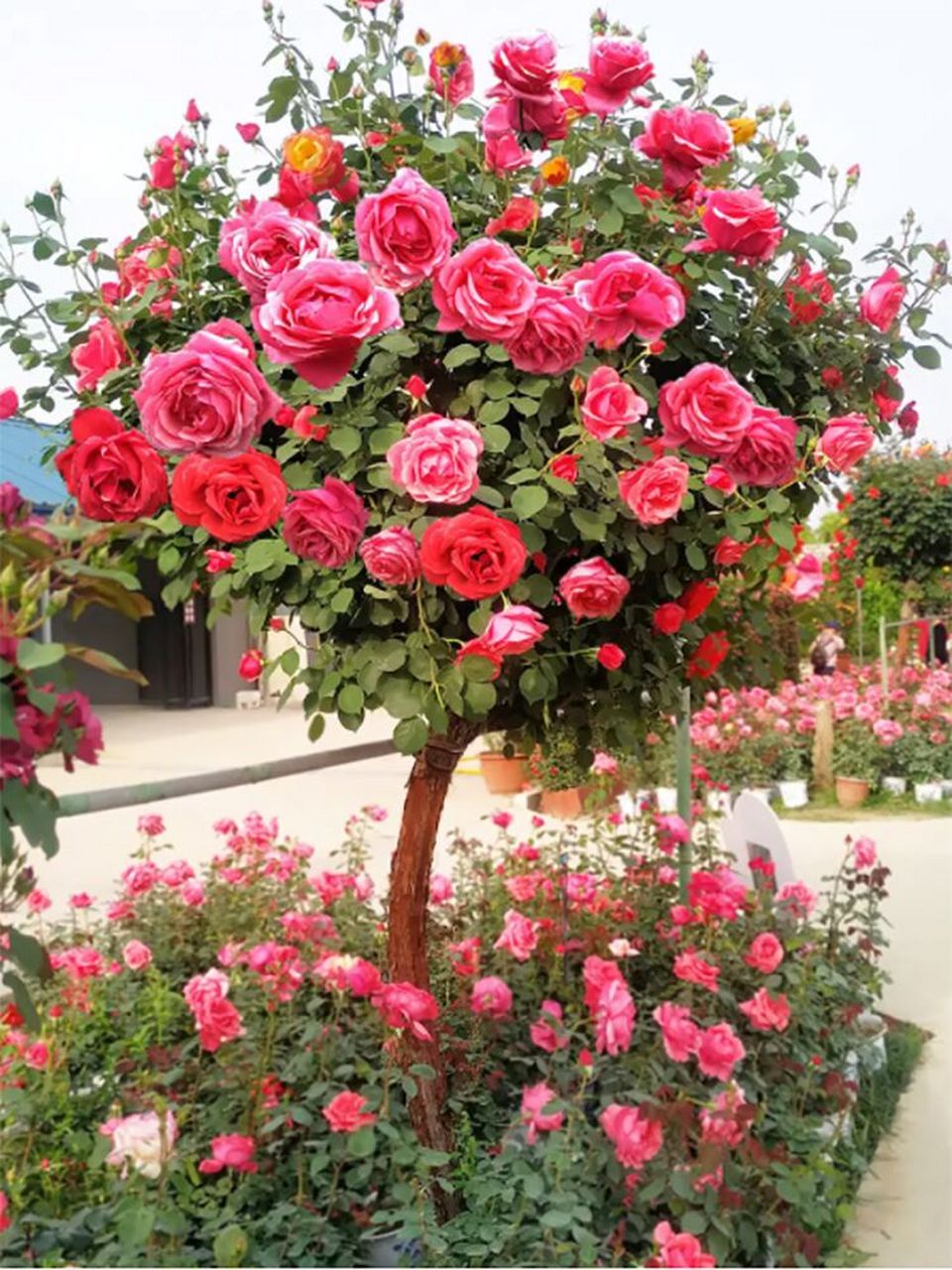 月季棒棒糖是一种常见的花卉品种,月季棒棒糖是如何养成的呢?