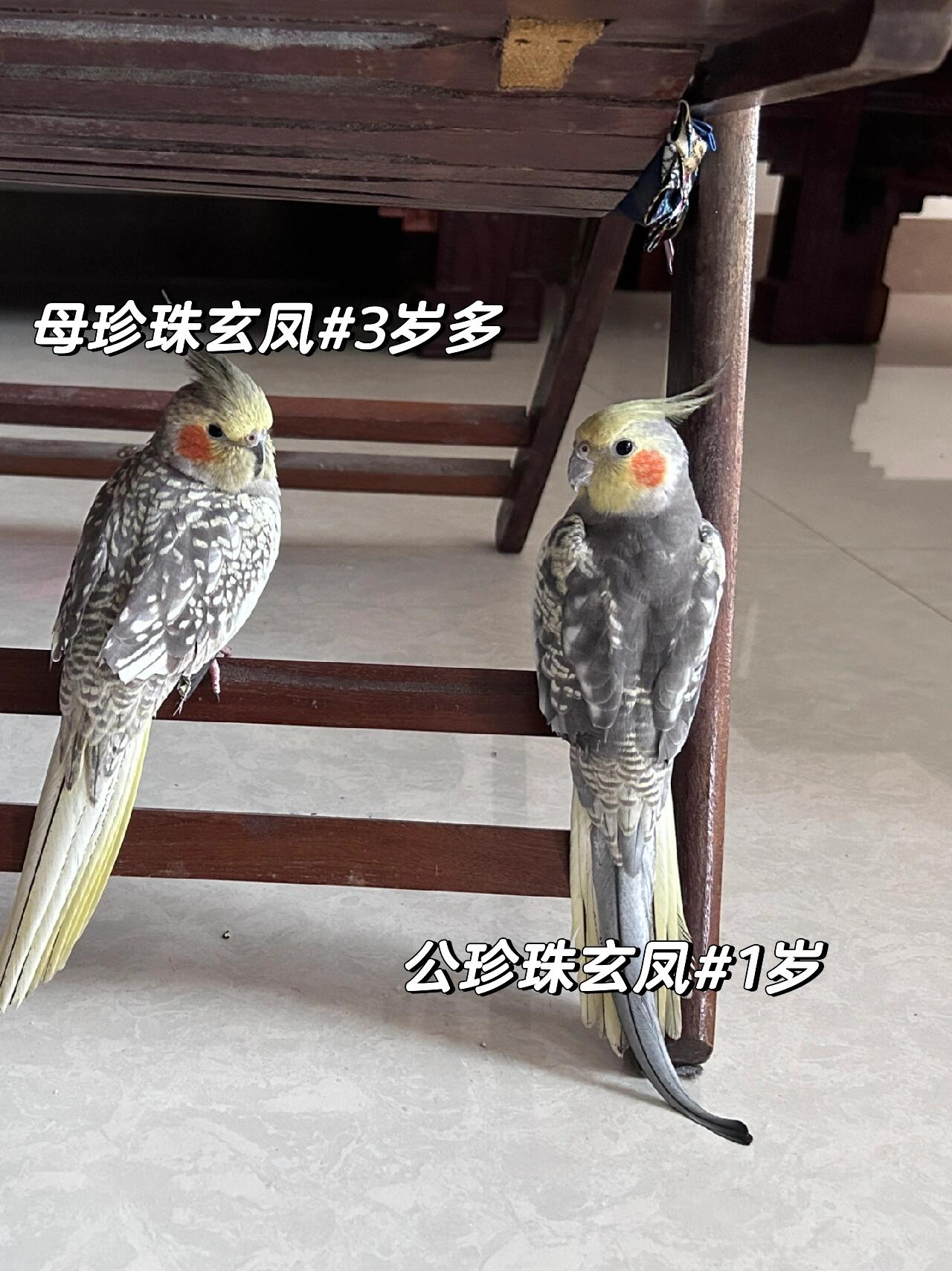 珍珠玄凤公母区分对比