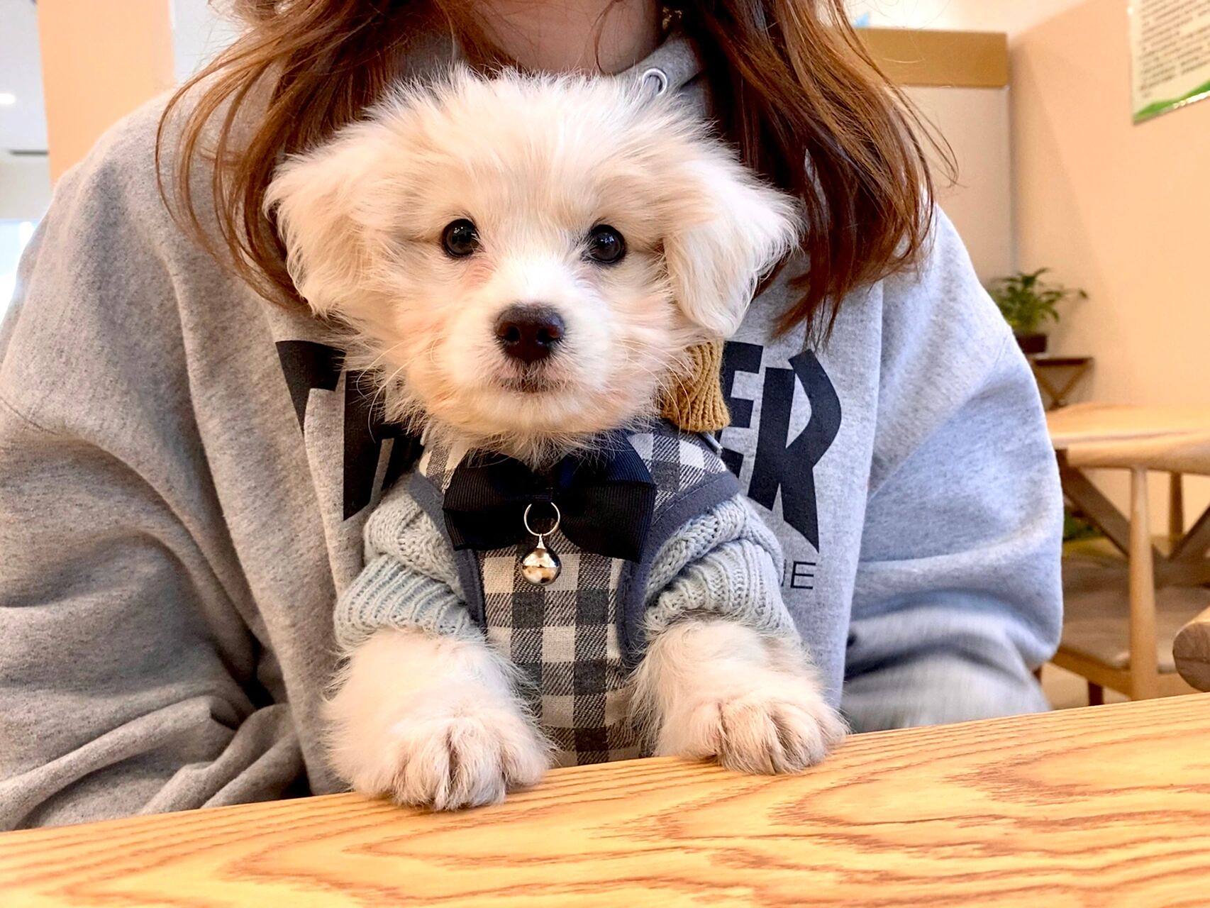 串串也很可爱 50块钱买的98,京巴和比熊串,一直觉得他小时候最可爱