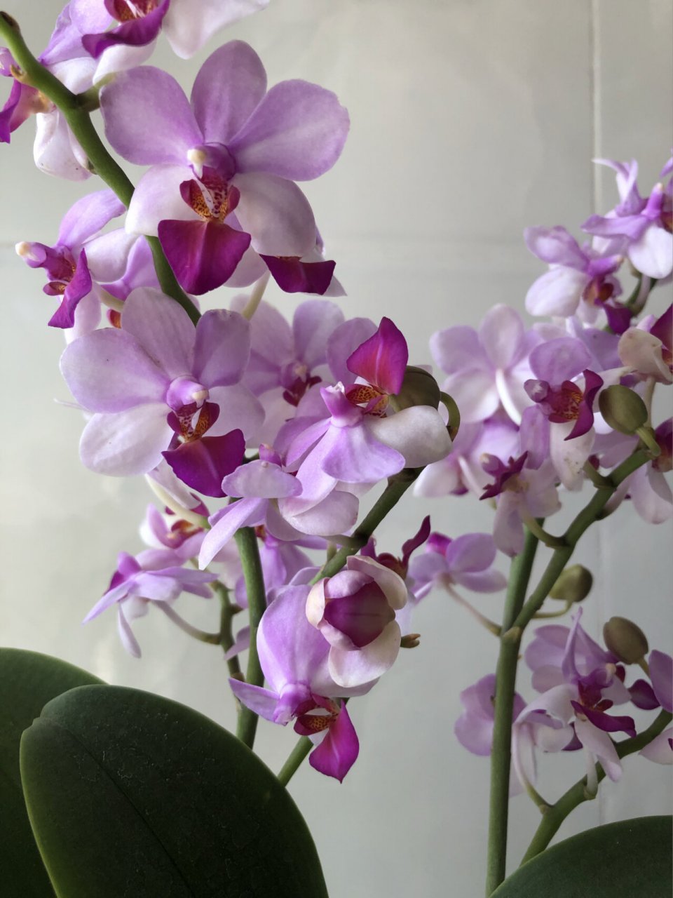 小粉蝶(贝瑞王子)蝴蝶兰