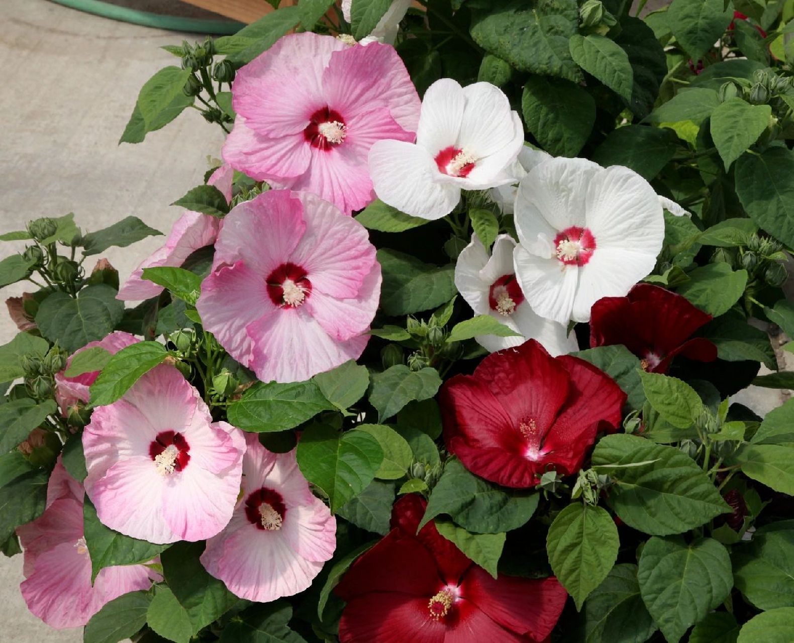 大花芙蓉葵花比脸大,还耐零下25℃低温 大花芙蓉葵