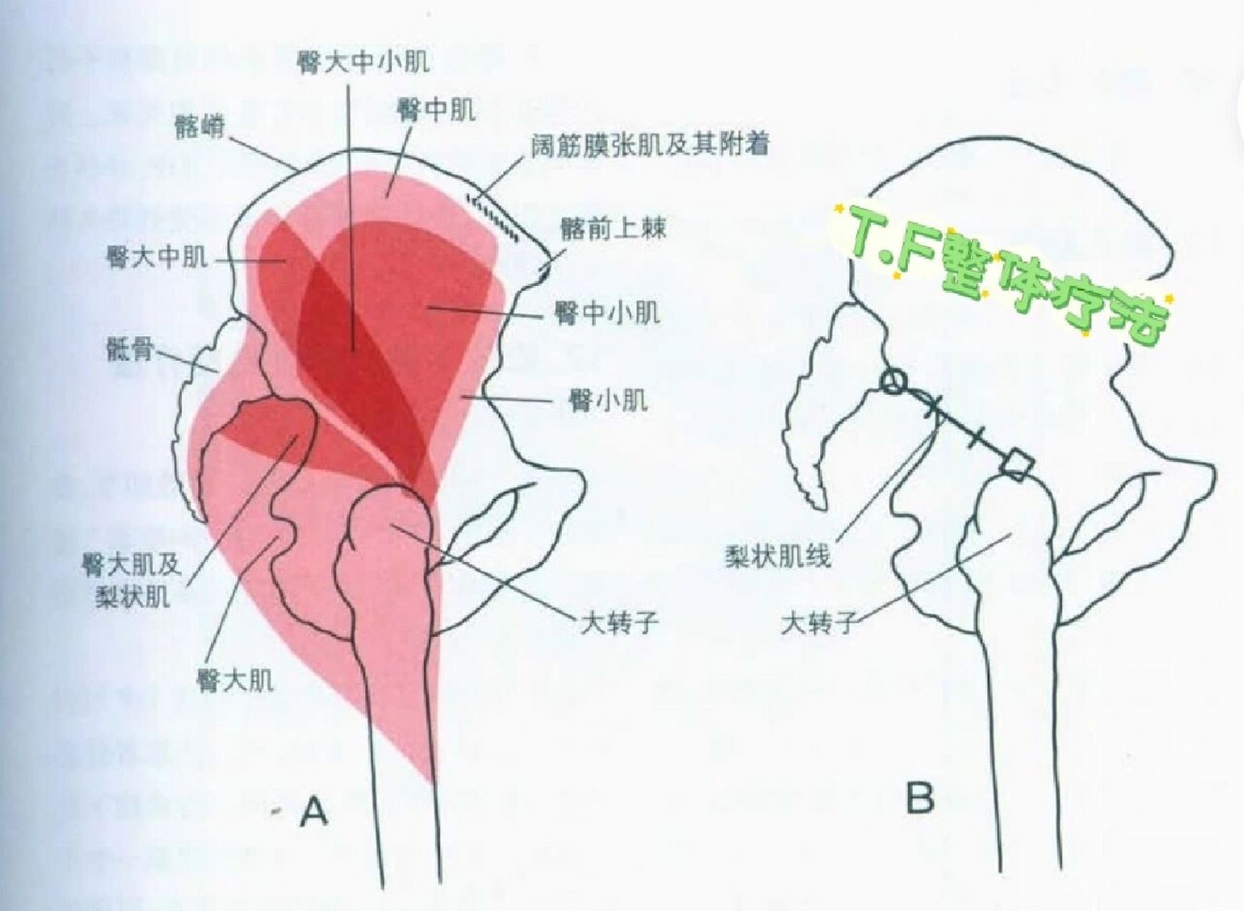 淡红色显示的地方,除了被阔筋膜张肌(骼骨附件由虚