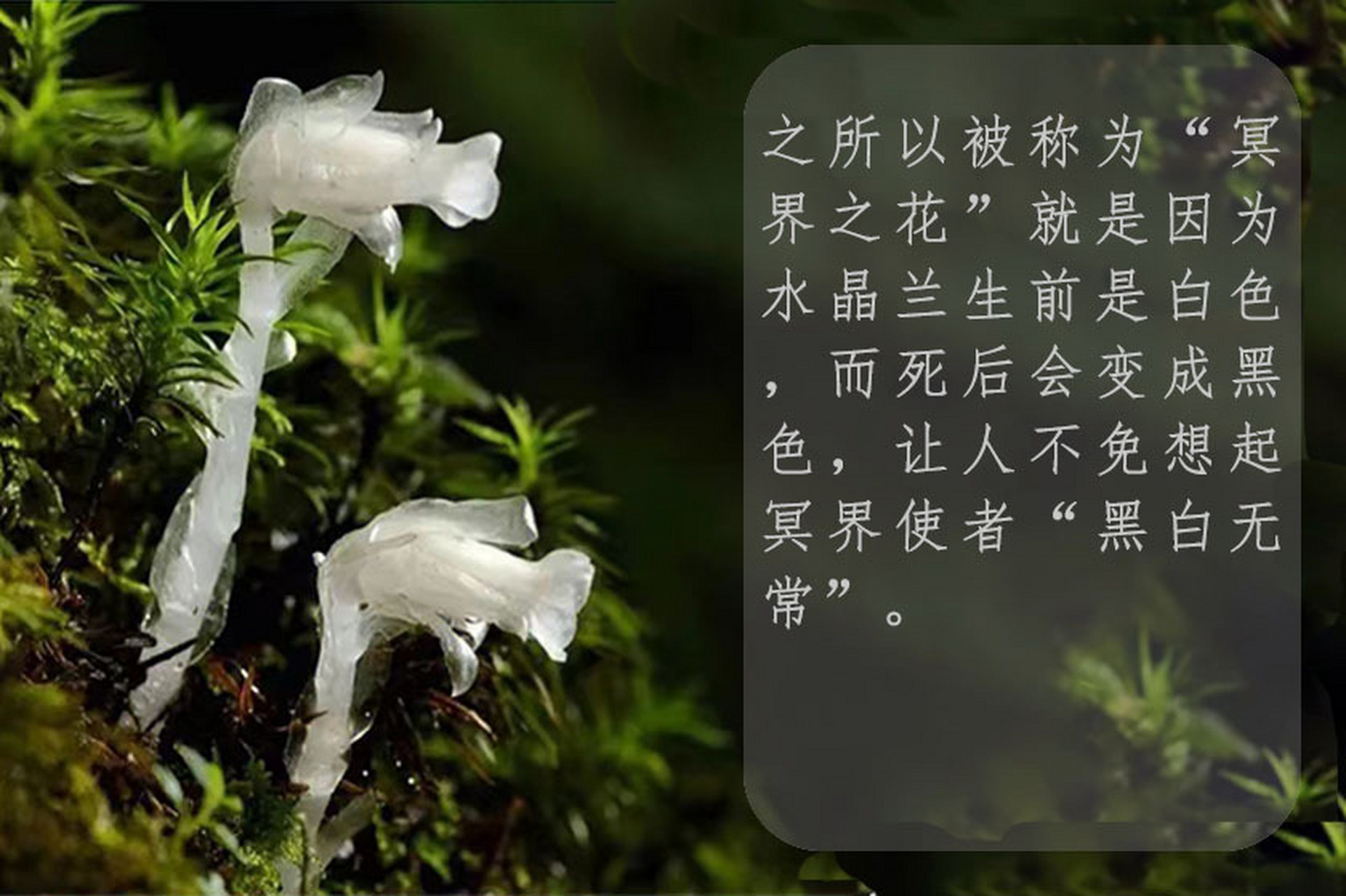 水晶兰 作为世界上花语最恐怖的花,水晶兰的这些恐怖花语其实是因为