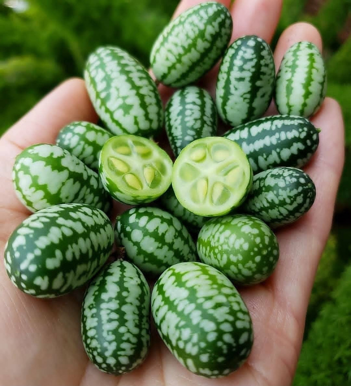 拇指西瓜 拇指西瓜!【140规格1盆包邮】带花带果带支架👏👏可观可
