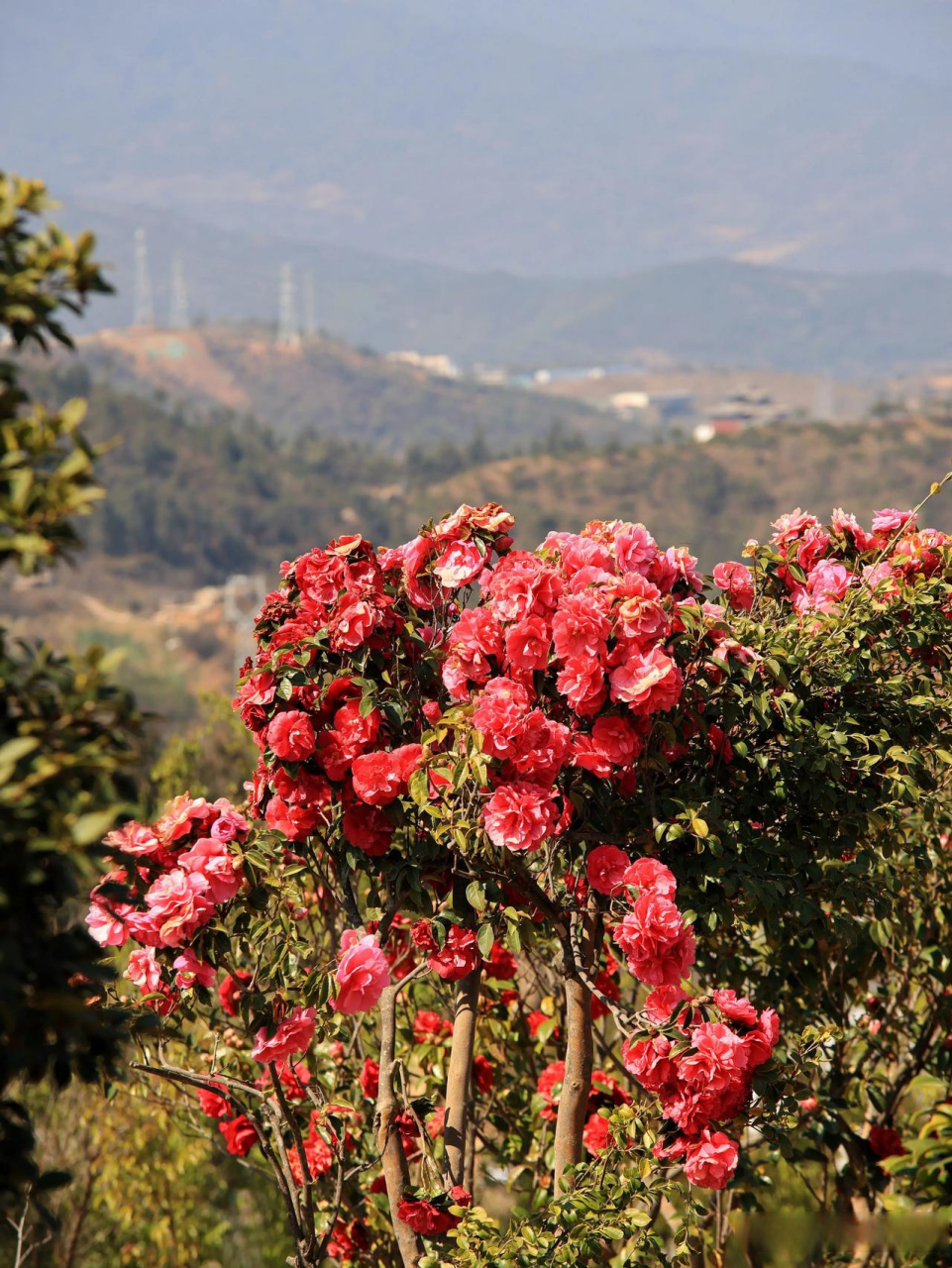 大理茶花谷旅行,正是欣赏茶花好时候.