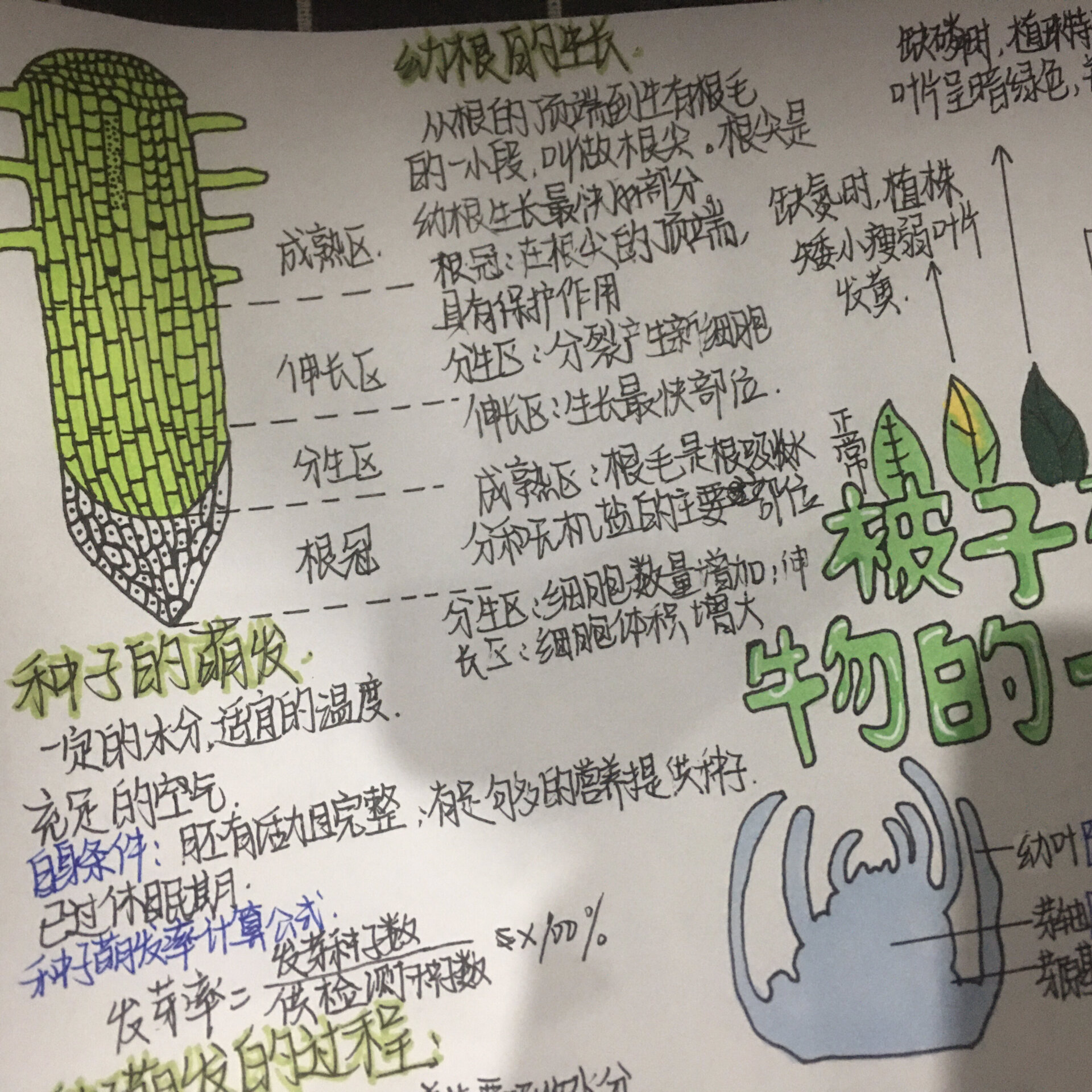 生物七上被子植物的一生思维导图