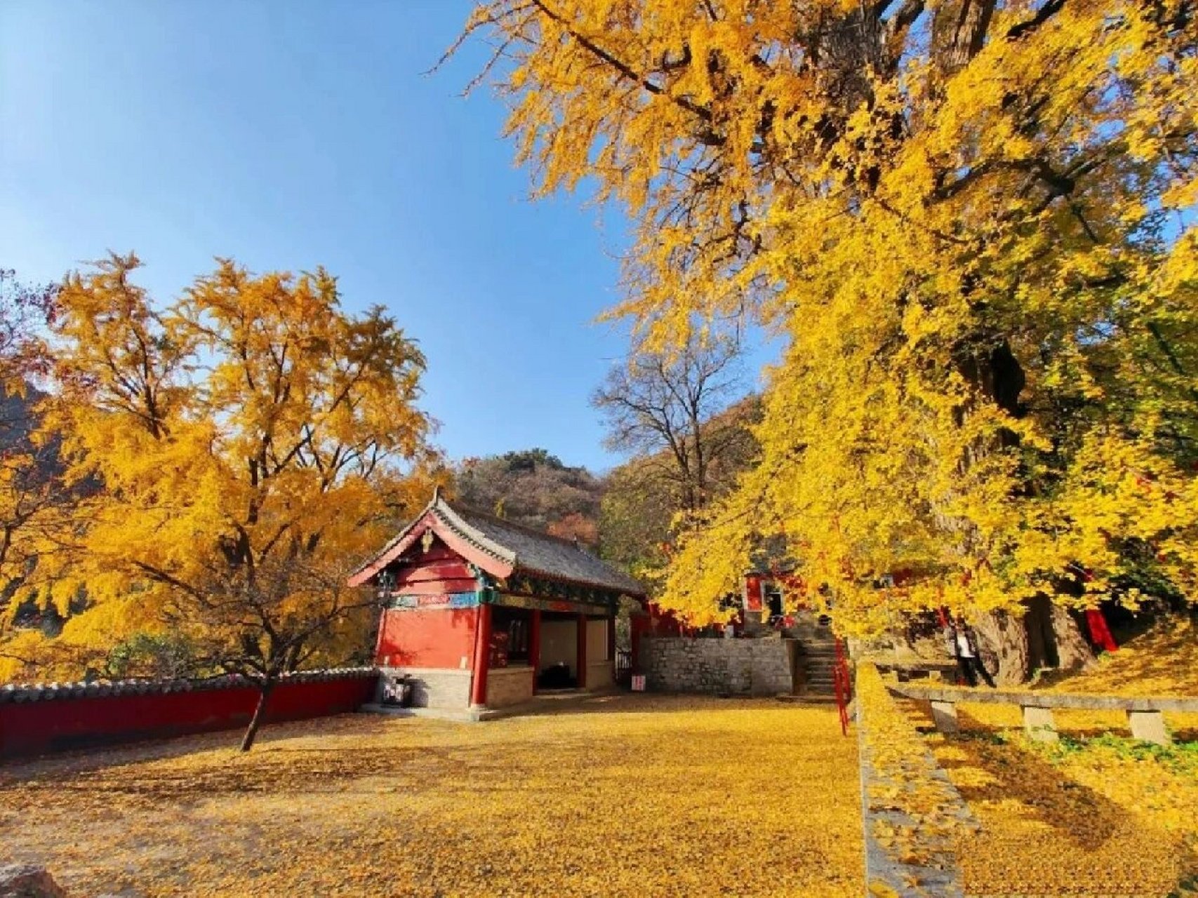 泰山玉泉寺|这个时节触目所及满眼金色 在玉泉寺里有两株千年银杏树