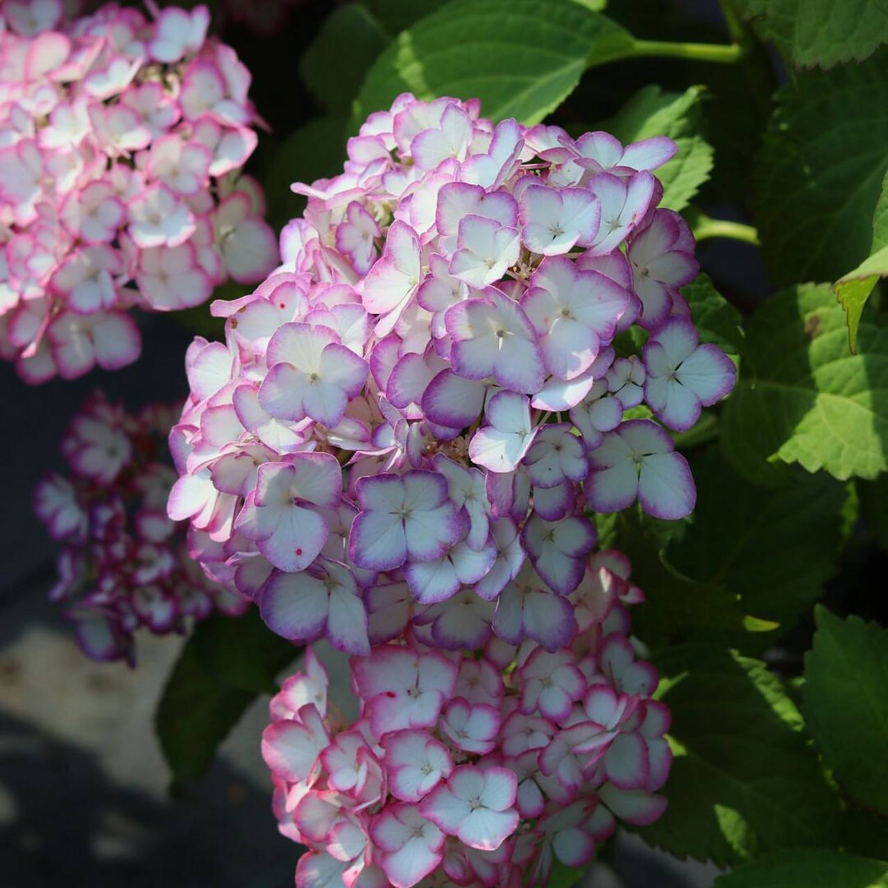 [第一弹]绣球品种推荐之日系品种美佳子 94一个绣球新品,具有特色的