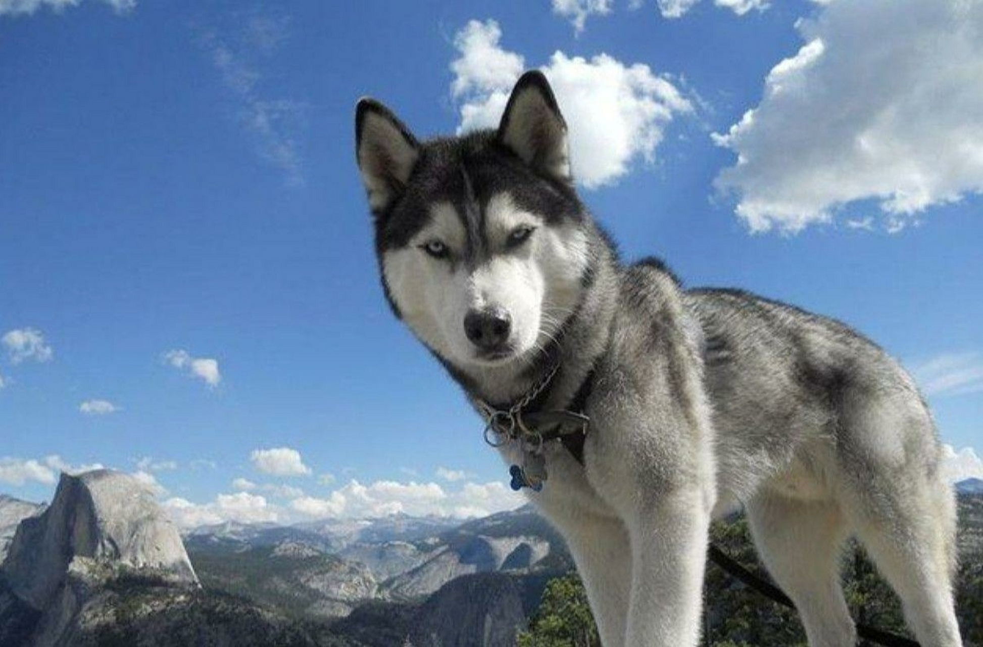 犬种介绍~哈士奇 92别名:西伯利亚雪橇犬 寿命:10-12年 难养指数