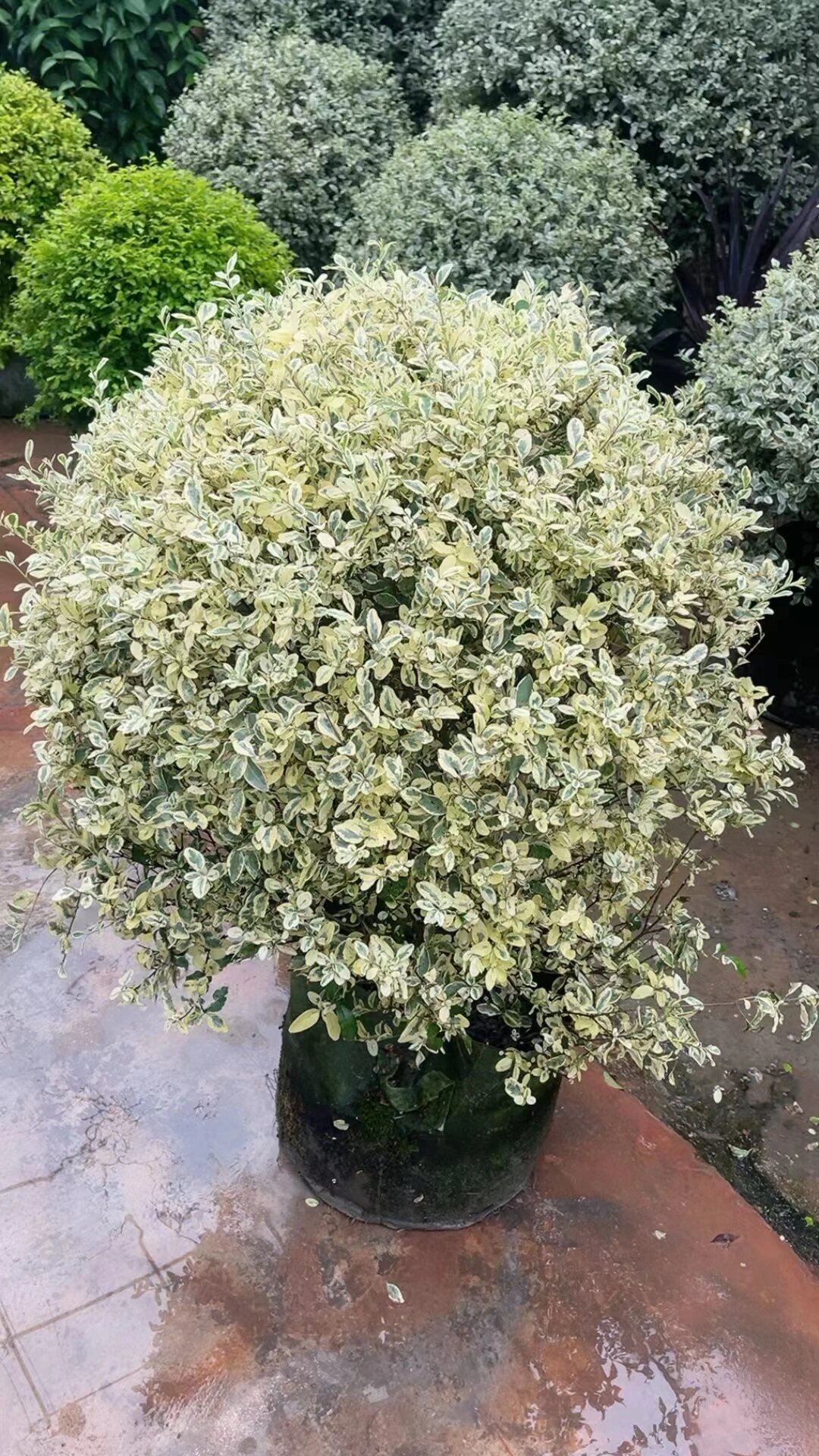 银姬小蜡,金姬小蜡