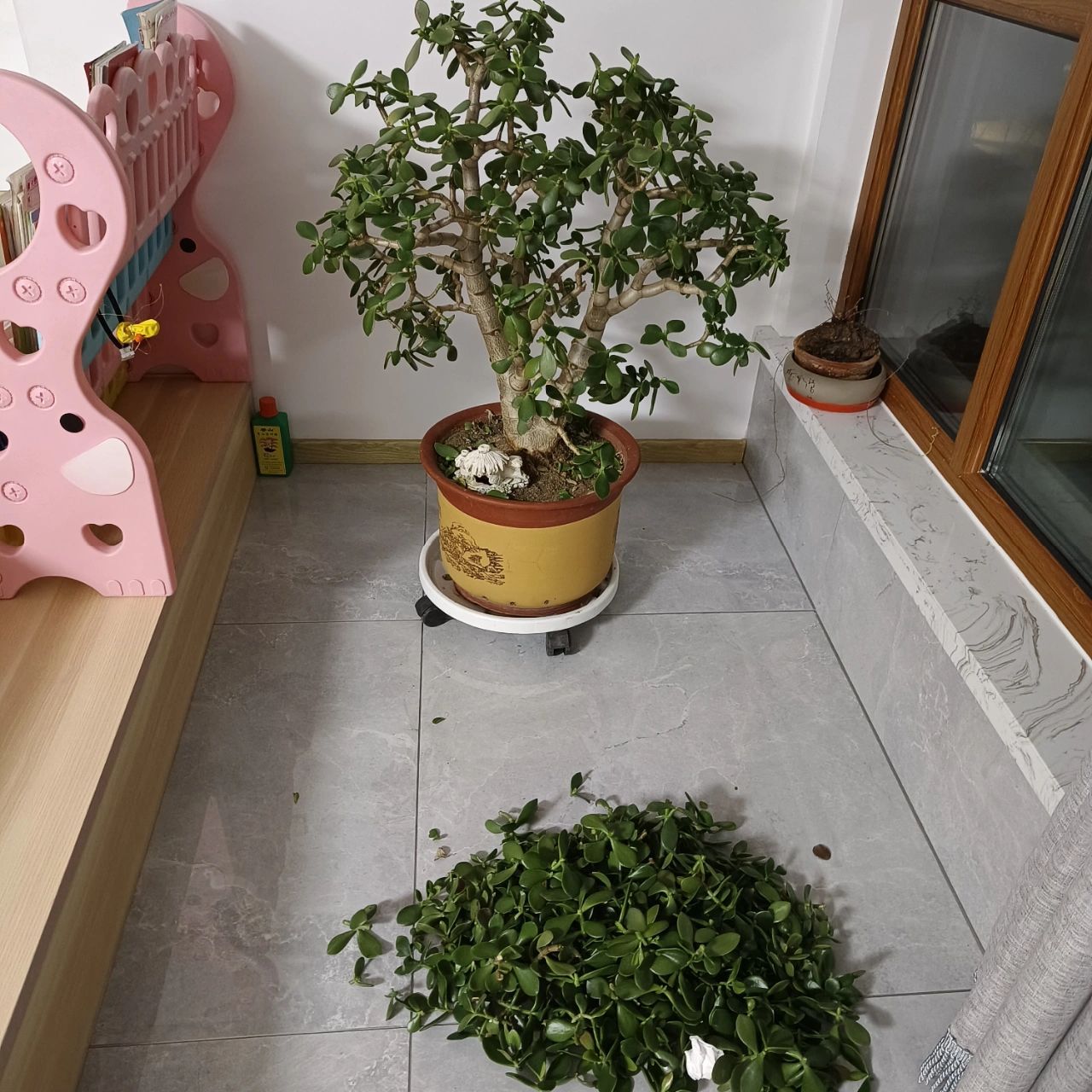 燕子掌 修剪一下 感觉剪完更苍劲有力了 一下子就清爽了