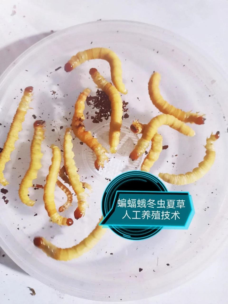 蝙蝠蛾幼虫,虫卵.