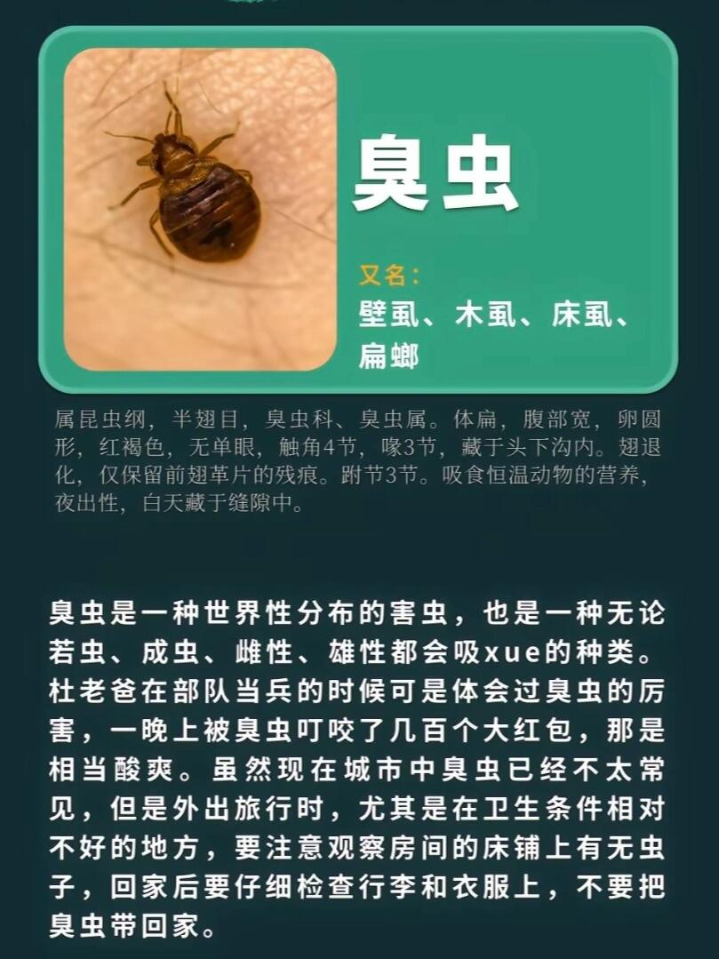 科普|家中除了蚊子外还有哪些咬人的虫子 盘点一下家庭中常见的这几种