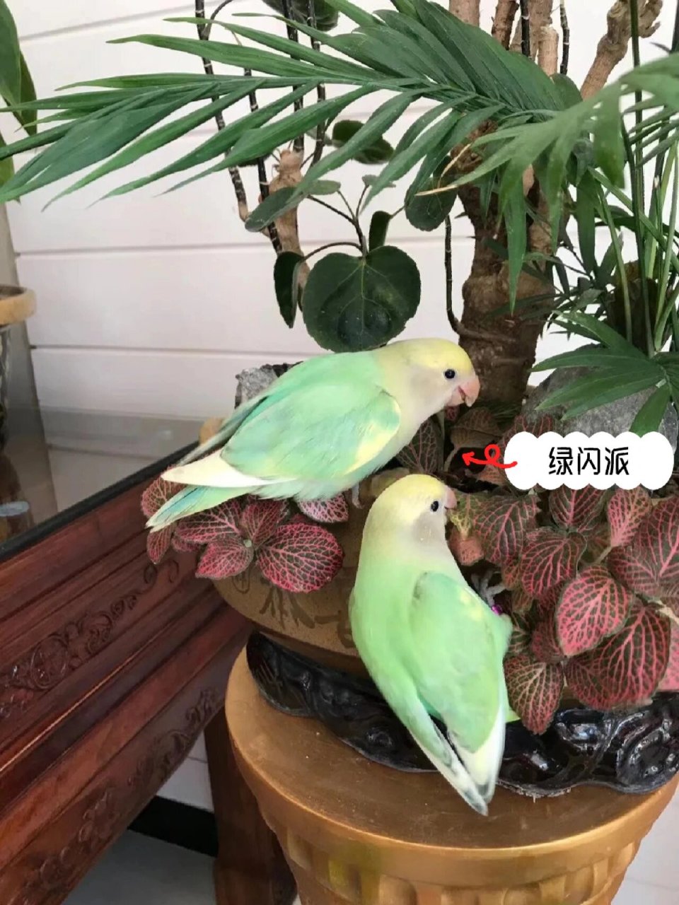 桃面牡丹鹦鹉品种-绿闪派 今天介绍的是, 一种闪光 派特基因的牡丹