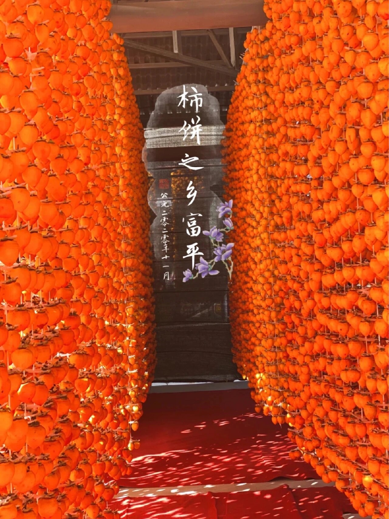 富平县曹村镇 是富平县著名的"柿饼之乡"这个季节柿子红遍全村的梁峁