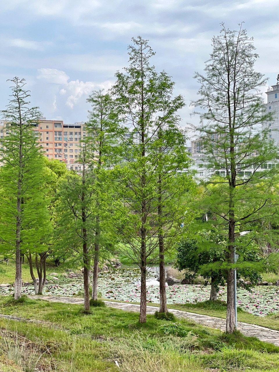 沙县龙湖小公园92最喜欢夏日绿色的氛围 92:沙县龙湖公园 	 72