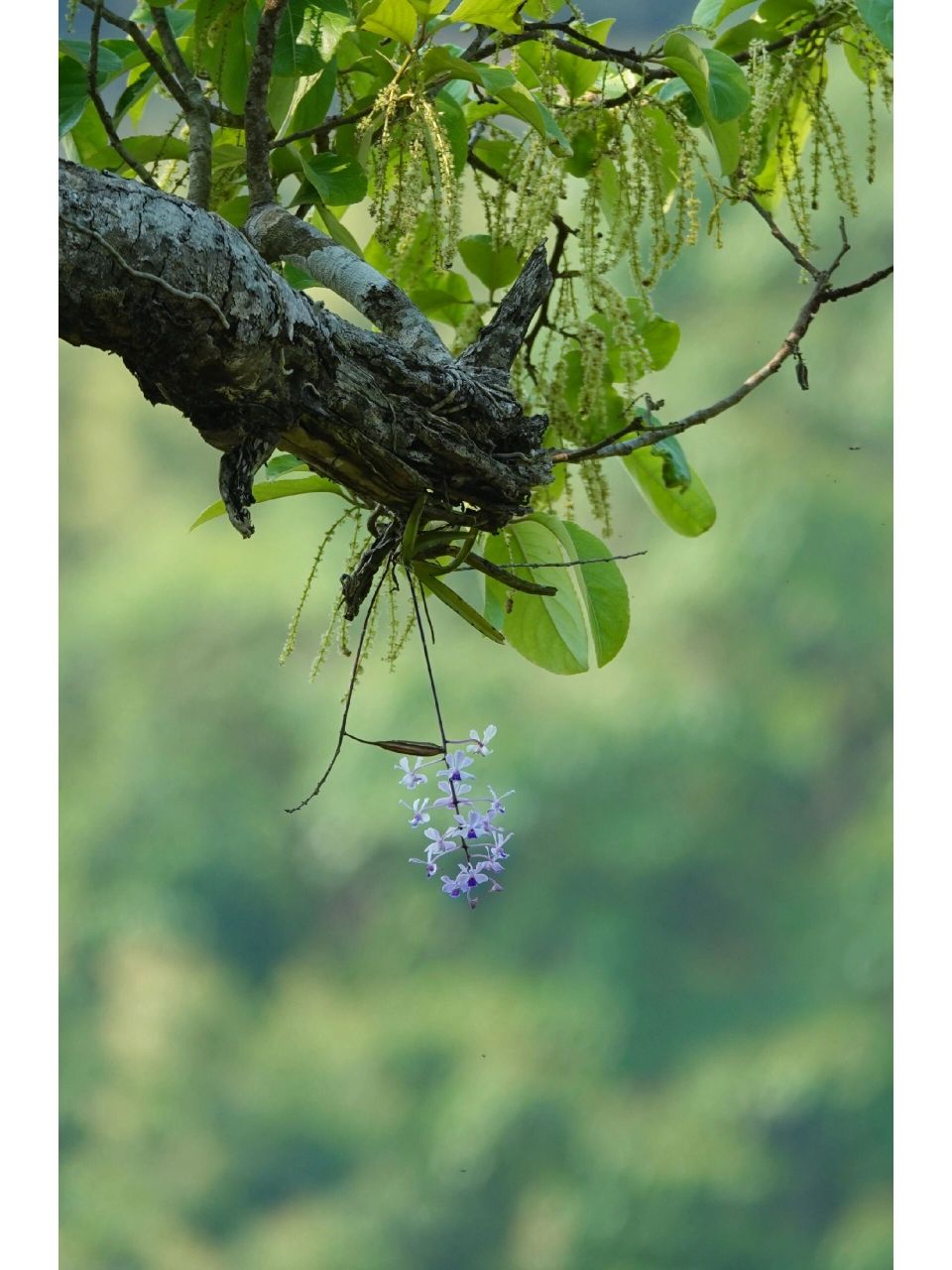 春日山野 | 小蓝万代兰 小蓝万代兰vanda coerulescens,兰科万代兰属,