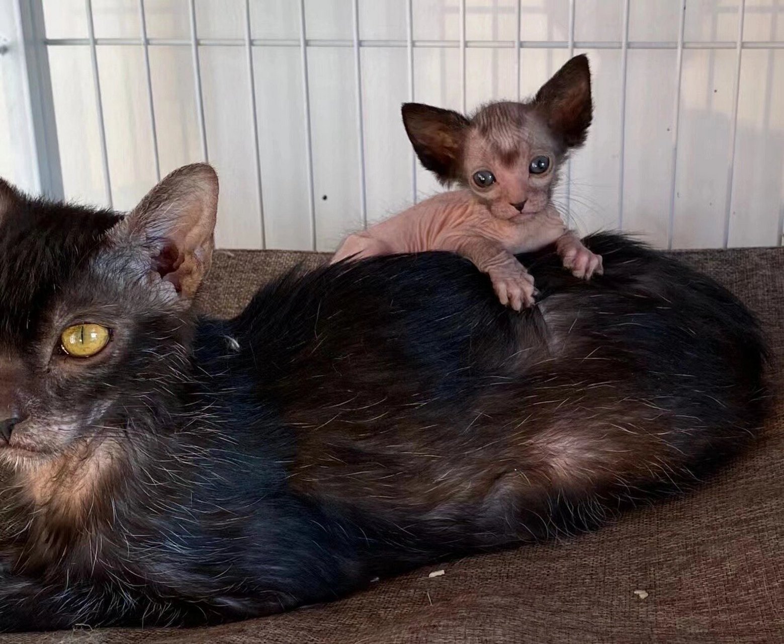 关于狼猫的科普贴 随着狼猫越来越被大家熟知,想要一个与众不同的宠物
