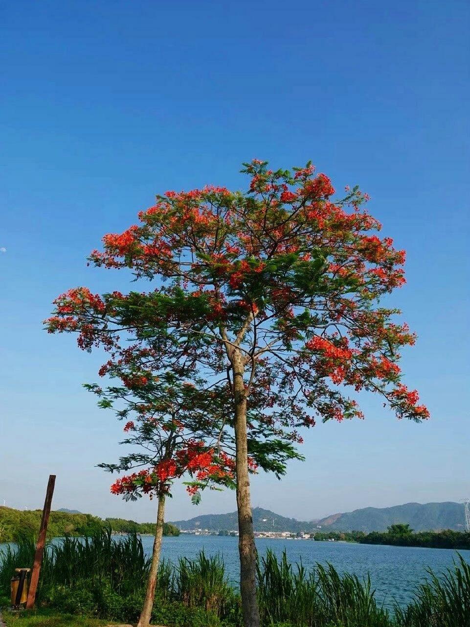 海南开红花的树图片