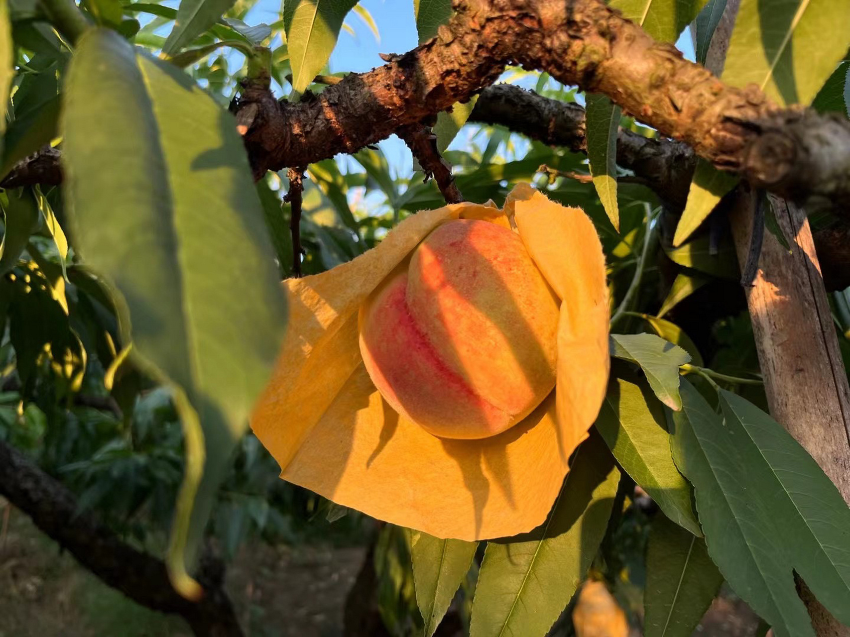 嘉兴|正宗凤桥水蜜桃99每年7月开卖 正宗凤桥水蜜桃  现摘现发