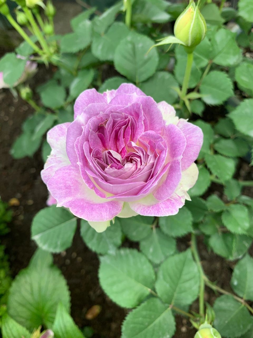 小苗区的月季,乐柏实物真是太惊艳了吧 p1:乐柏,实物超级好看,很仙