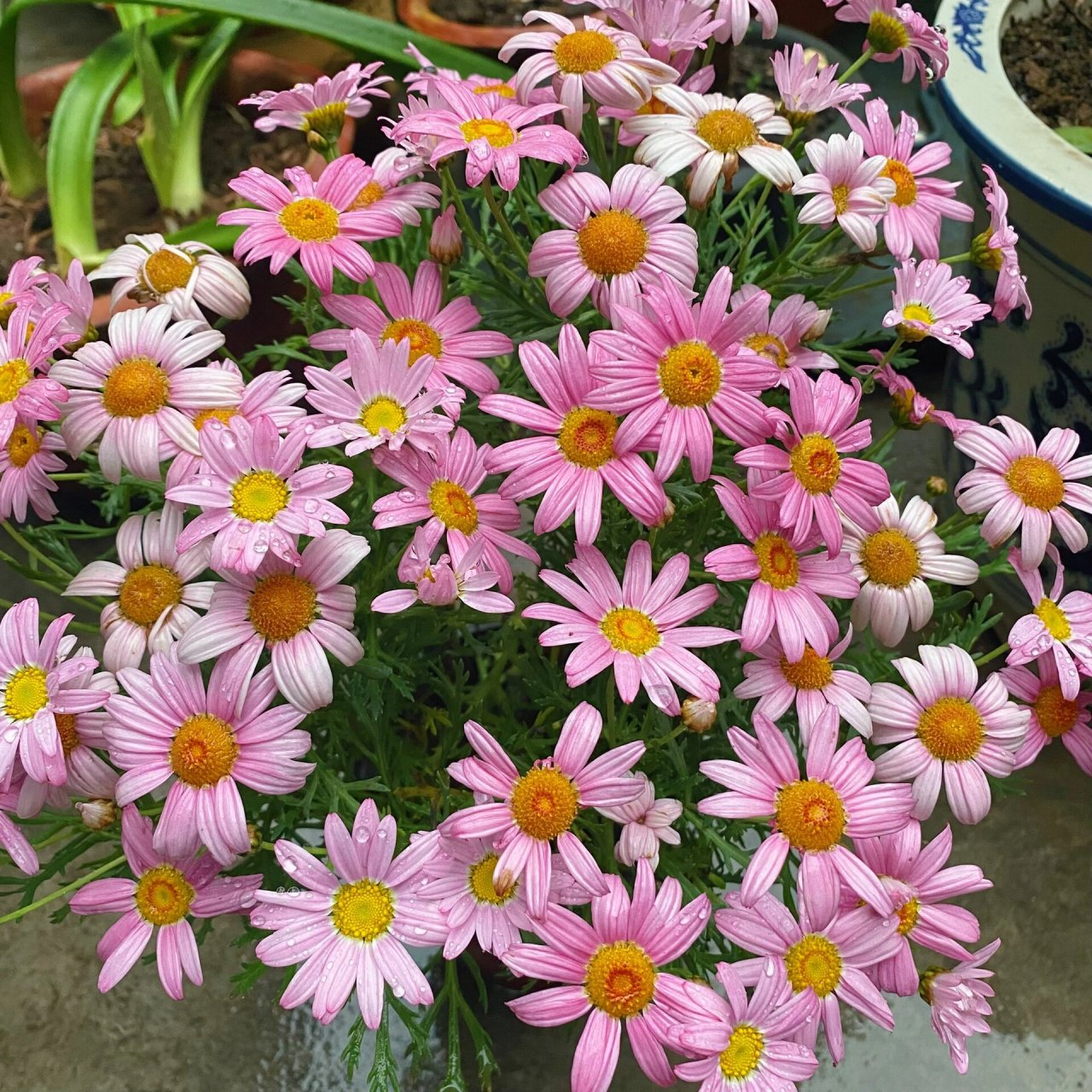 养花小知识 玛格丽特 玛格丽特,有着童话般的名字 原名:木茼蒿,又名木