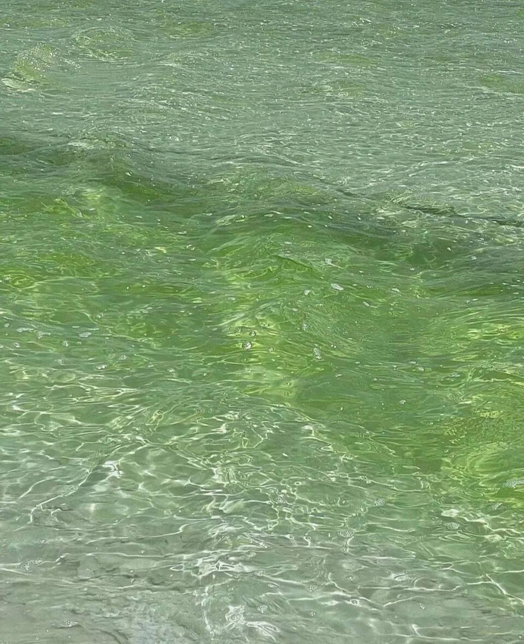 今日分享壁纸|绿色的大海98 我真的超爱,每次看到都可以舒缓心情哦