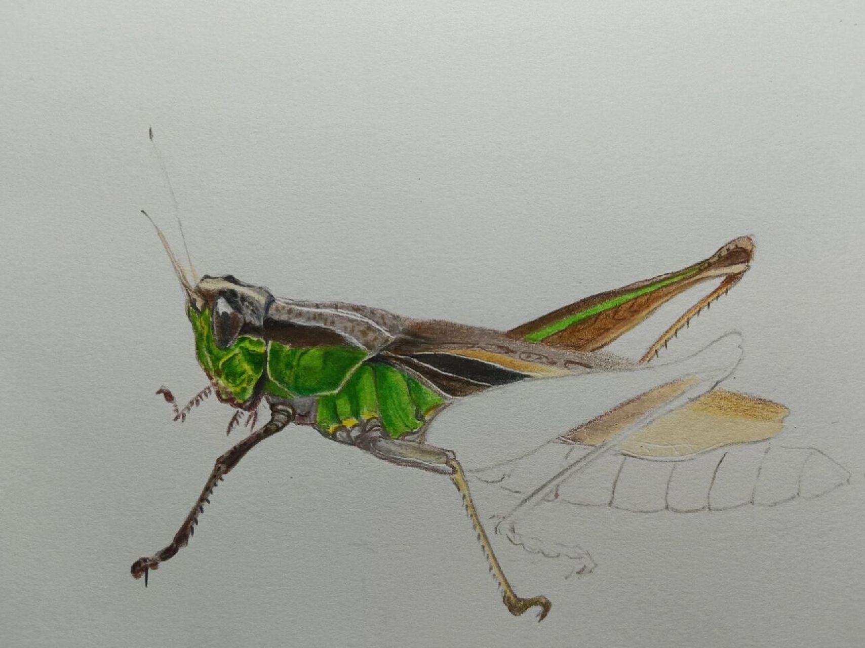 彩铅昆虫    蚂蚱  #日常