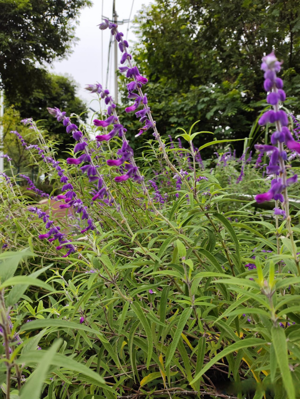 我拍美景迎国庆  秋日生活打卡季  墨西哥鼠尾草,植株开花量大.