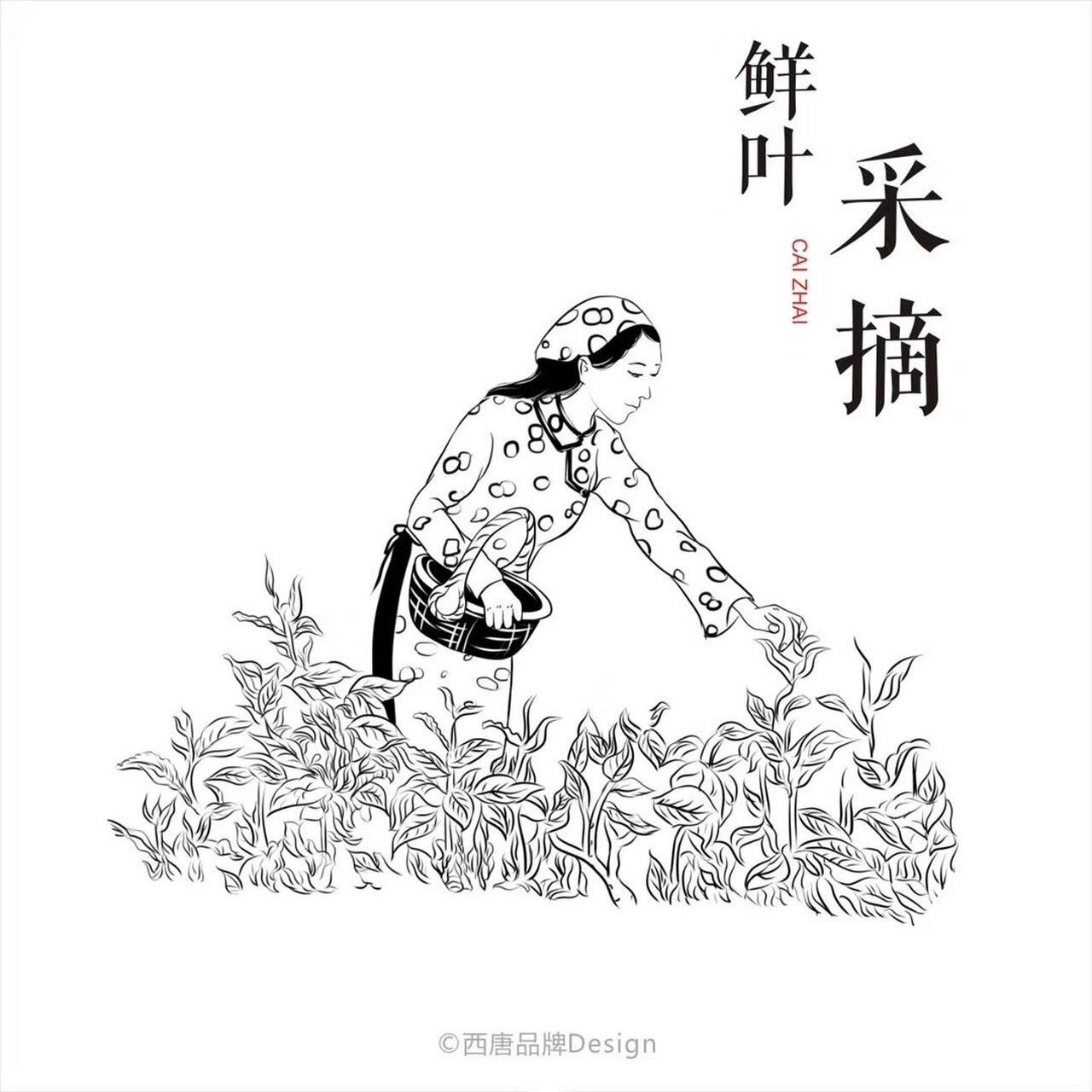 好在有设计|制茶流程图 绿茶制茶流程图 插画表现 95
