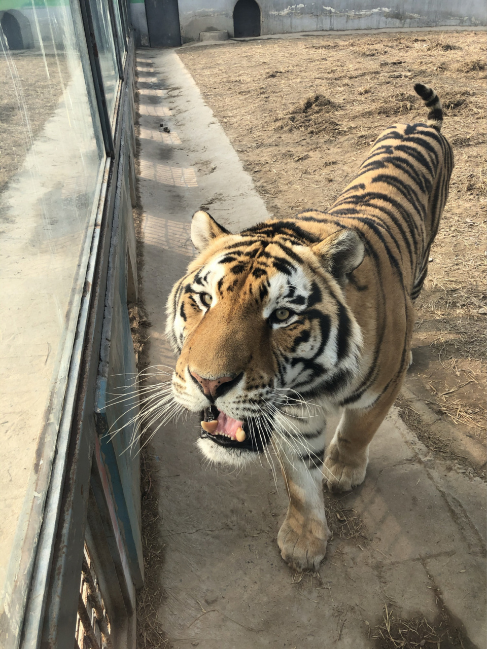 山东 德州 动植物园 绝对值得来溜达一圈 快来快来～绝对很值得遛一圈