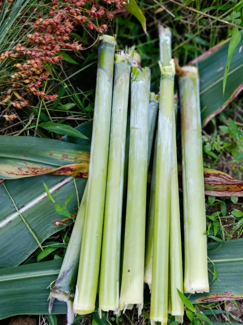 甜杆,中文名叫甜高粱,有些地方叫甜芦,芦稷,甜蜀黍.