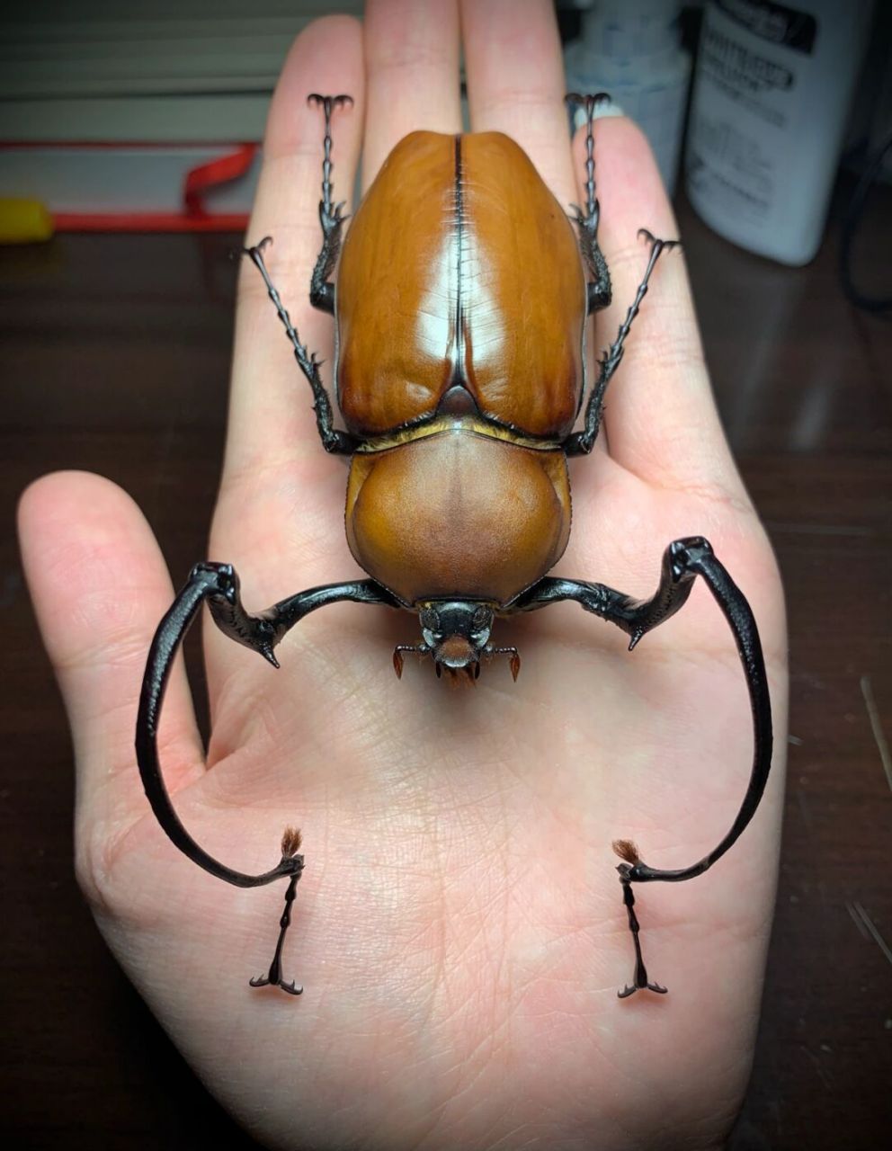 茶色长臂金龟 euchirus longimanus 茶色长臂金龟,成虫长体50-86mm