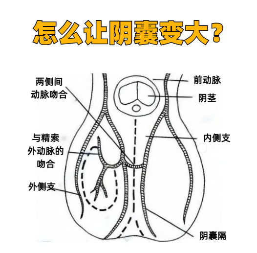 有一种情况叫蹼状阴囊,表现为阴囊较小