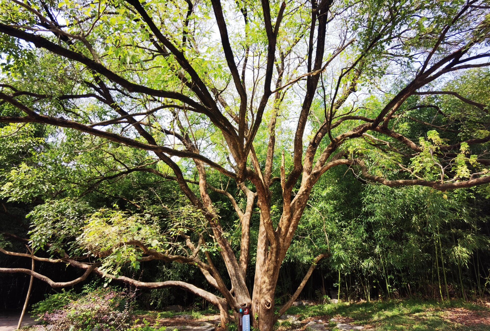 天然森林养吧—徐州泉山森林公园