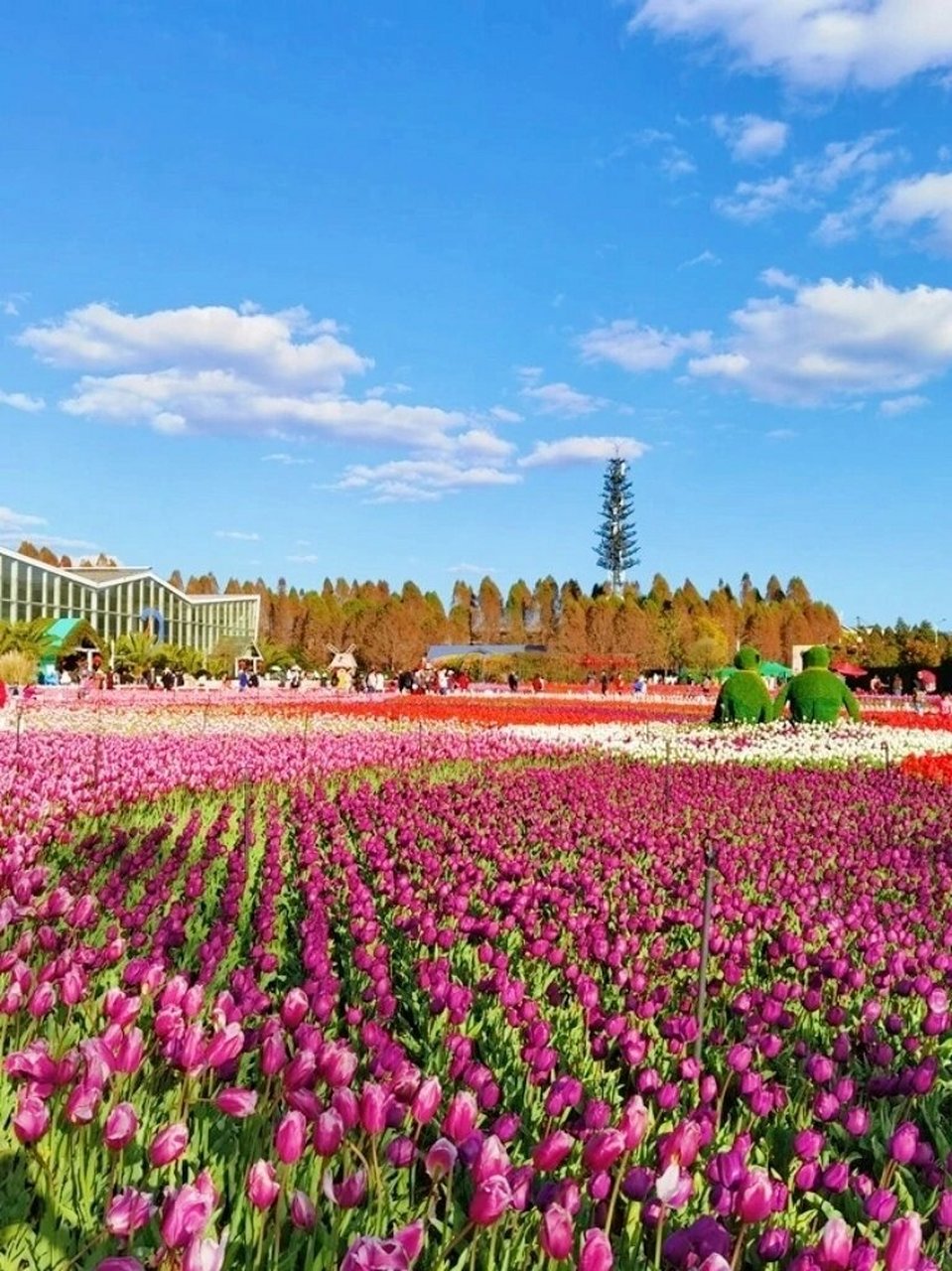 2024年2月1日,度假区捞渔河湿地公园第九届郁金香花展正式对外开放.