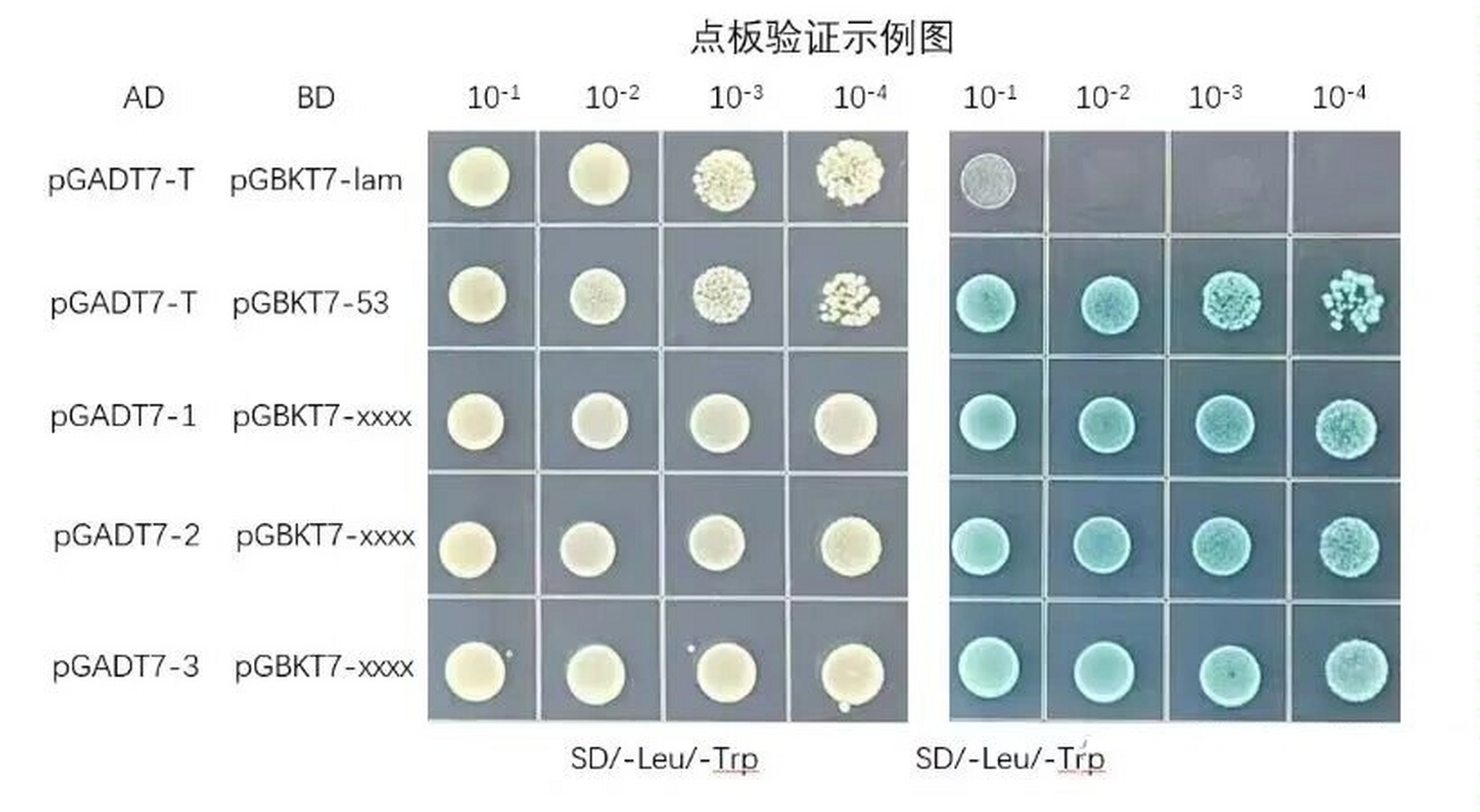 酵母双杂交结果图图片