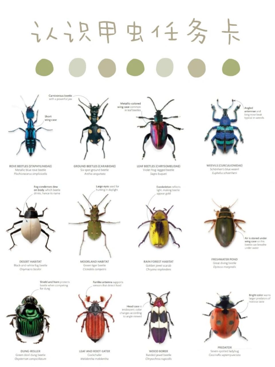 自然教育|带着任务卡去寻找,认识甲虫.
