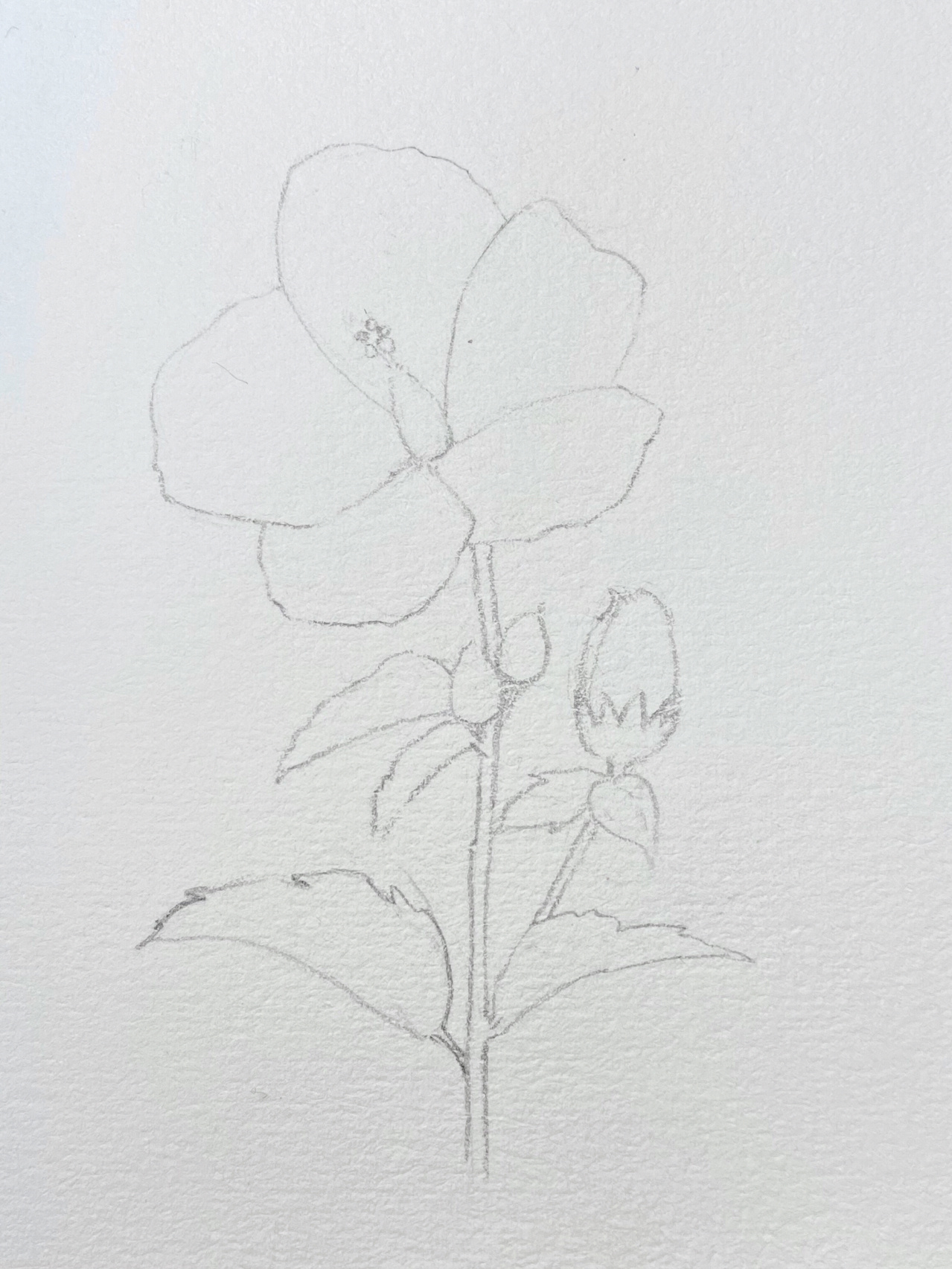 水彩花卉|清新美丽 木槿花 图文教程 过程图