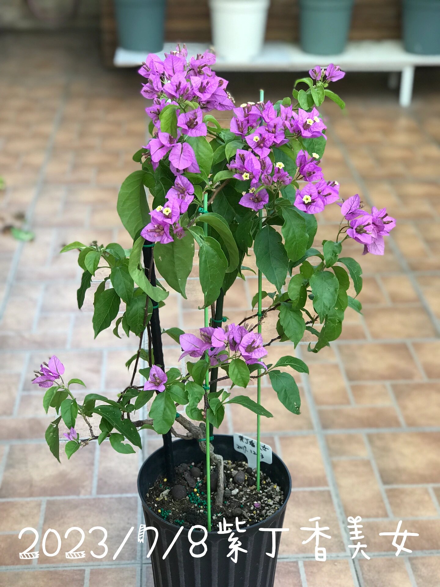 三角梅巴西丁香紫