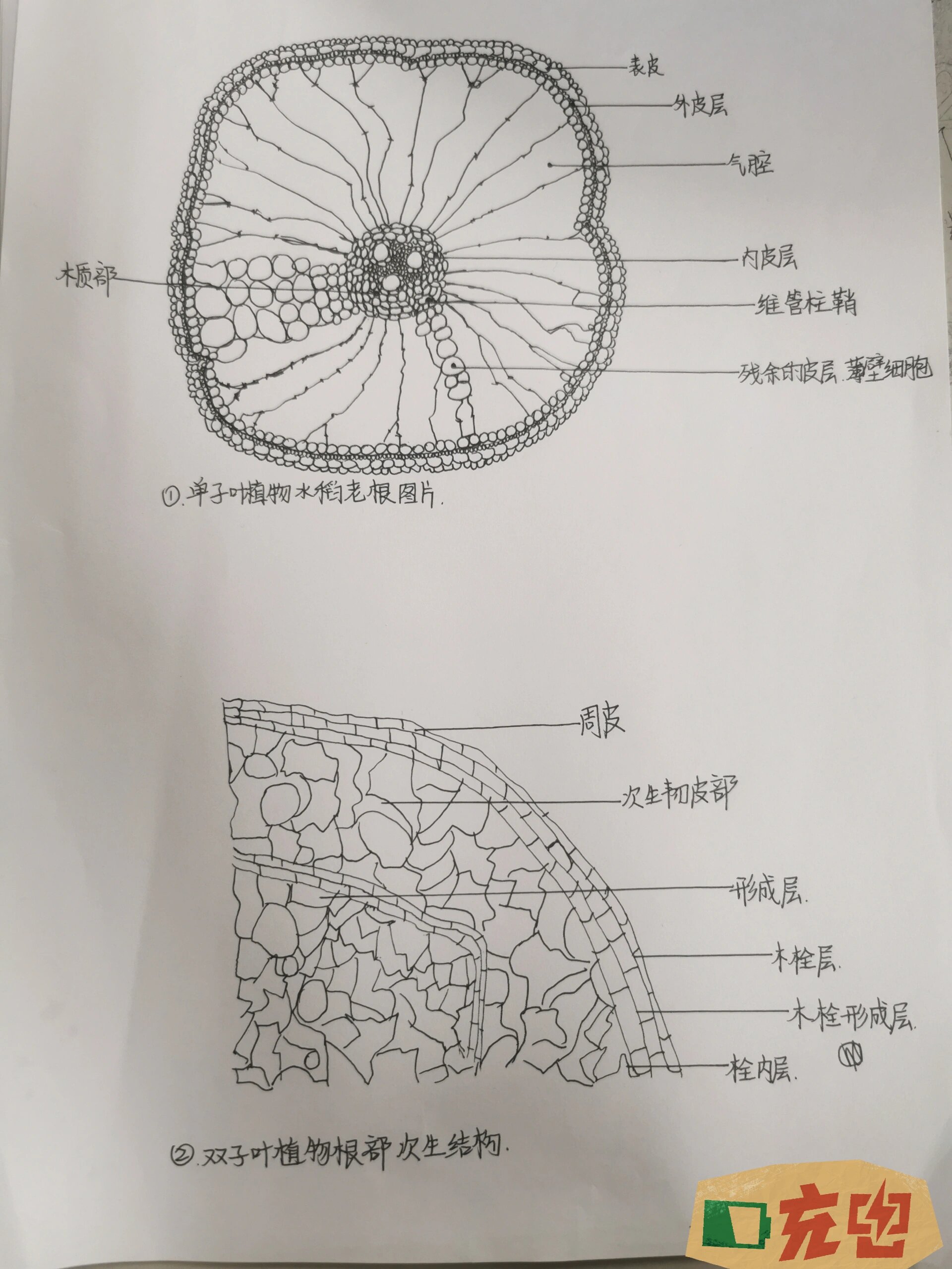 水稻根横切结构示意图图片