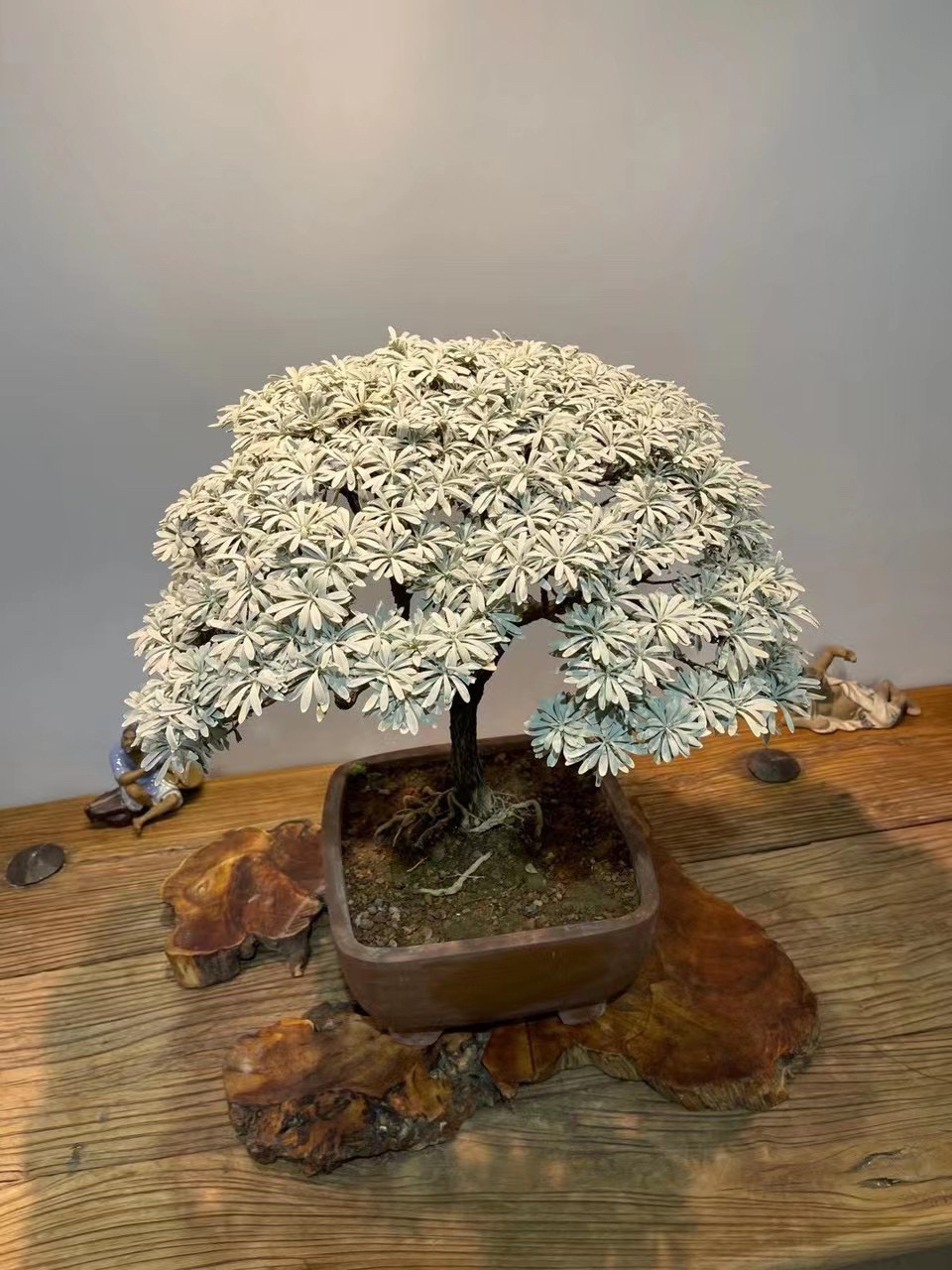 97芙蓉菊盆景94 芙蓉菊这种植物的株形紧凑,叶片银白似雪,看起来