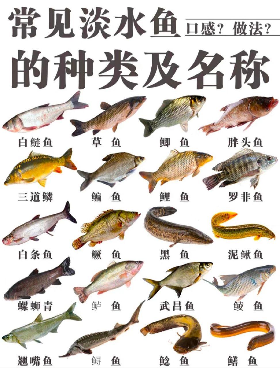常见的鱼 名字图片