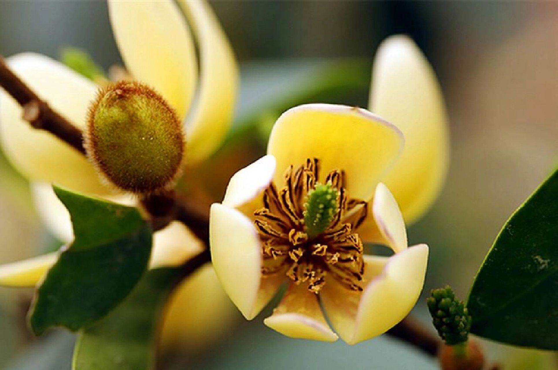 含笑花——燃香 花名:含笑花 守护精灵王:燃香 代表日期:10月22日